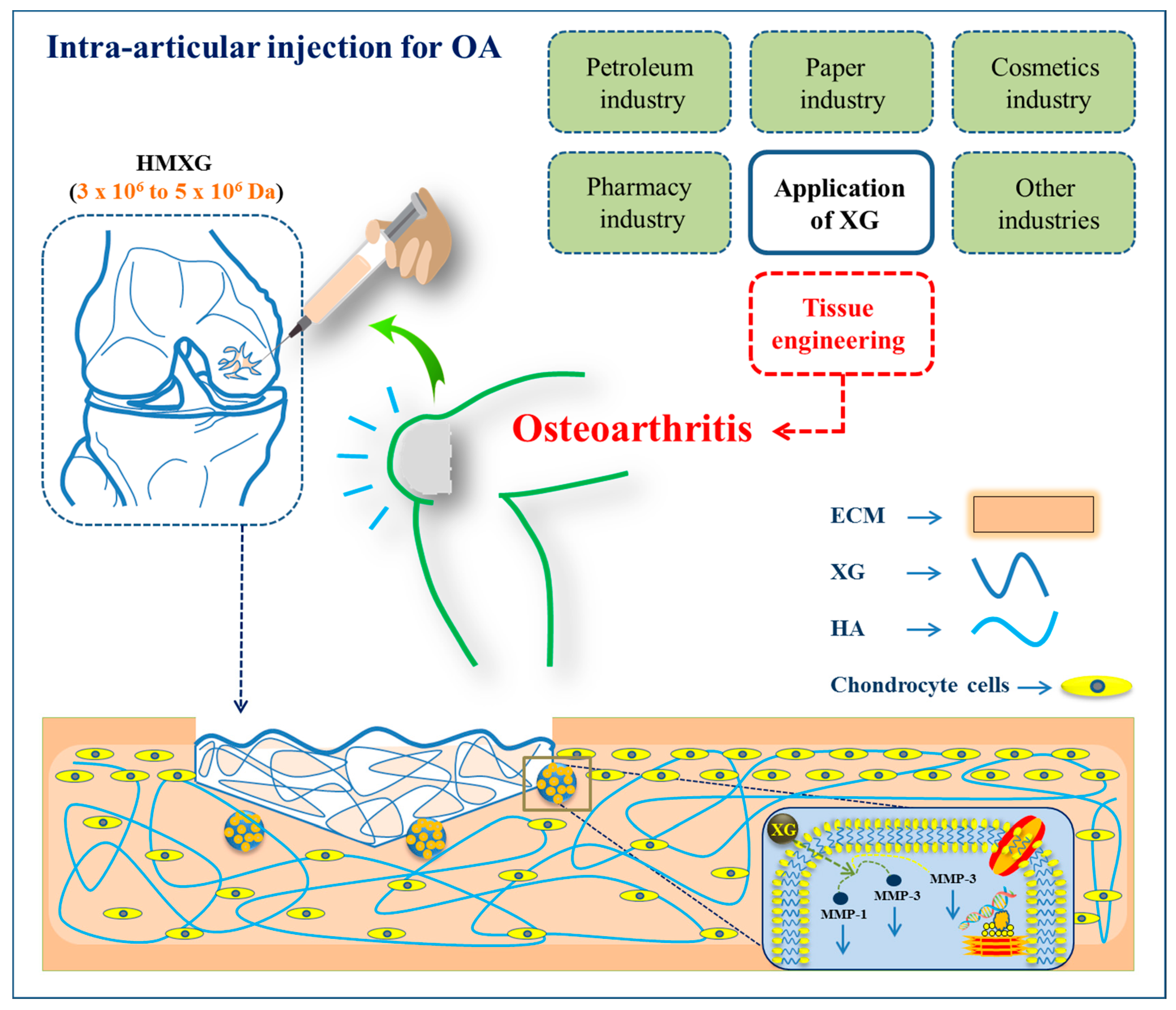 Polymers Free Full Text Recent Advances In Natural Gum Based Biomaterials For Tissue Engineering And Regenerative Medicine A Review Html