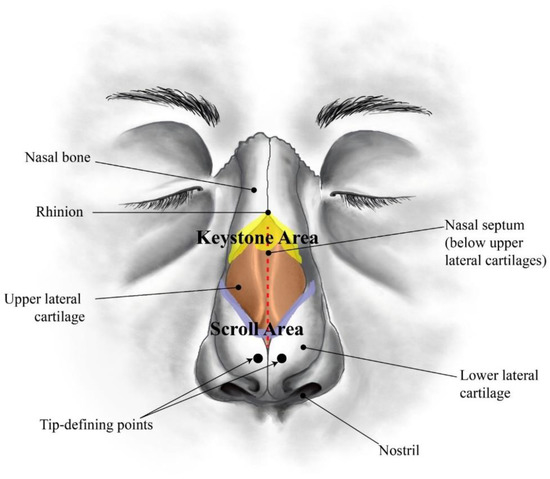 Polymers | Free Full-Text | Thermo-Mechanical Behaviour of Human Nasal ...