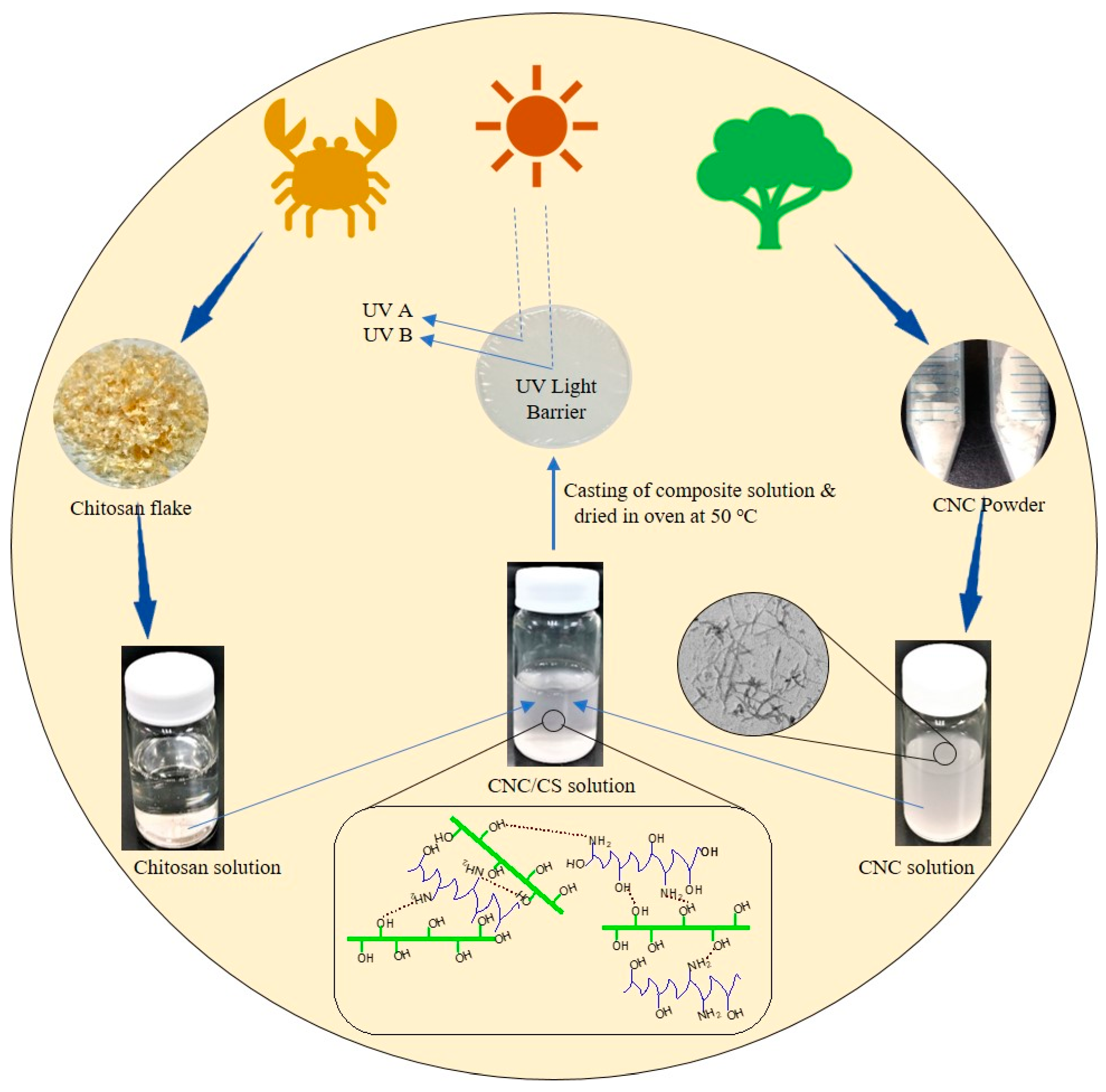 Polymers Free FullText Cellulose Nanocrystal Reinforced Chitosan