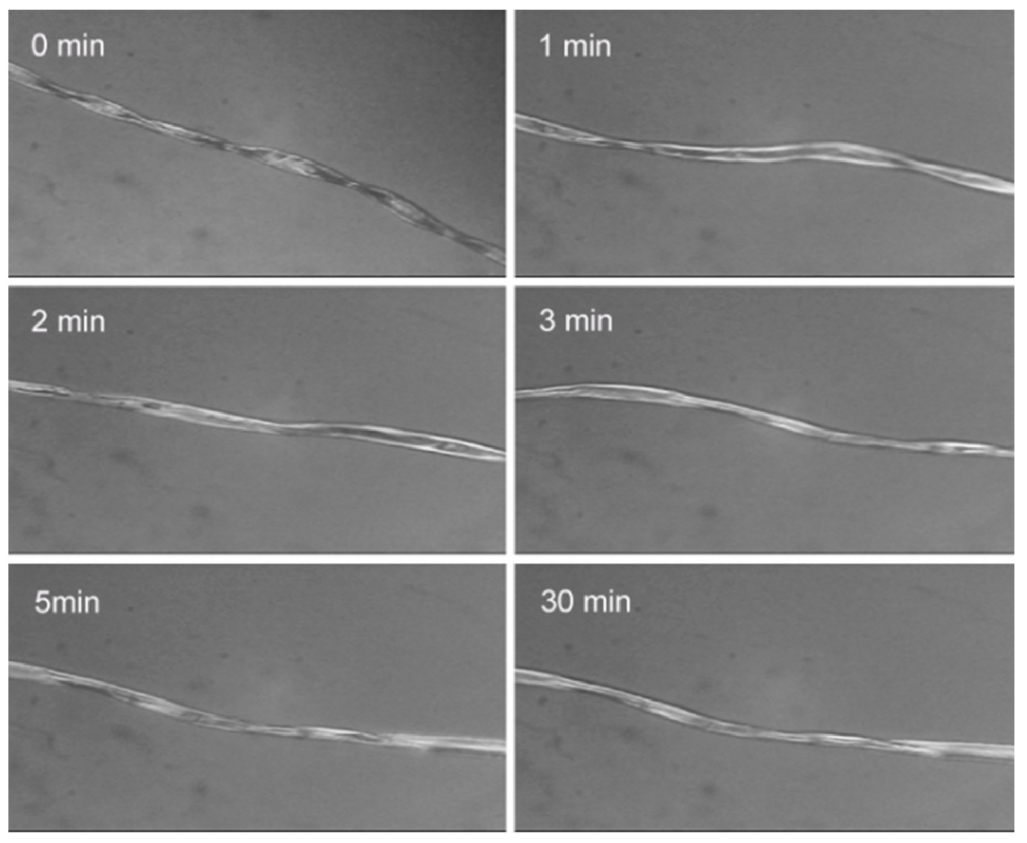 Polymers 12 00259 g001