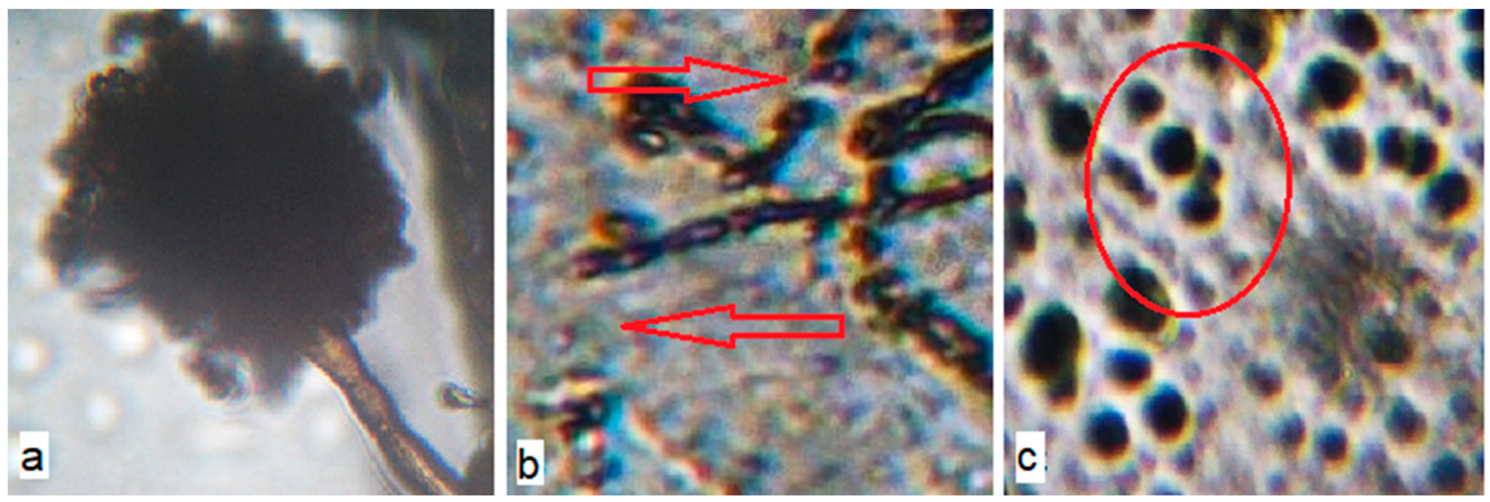 Polymers 12 00275 g009