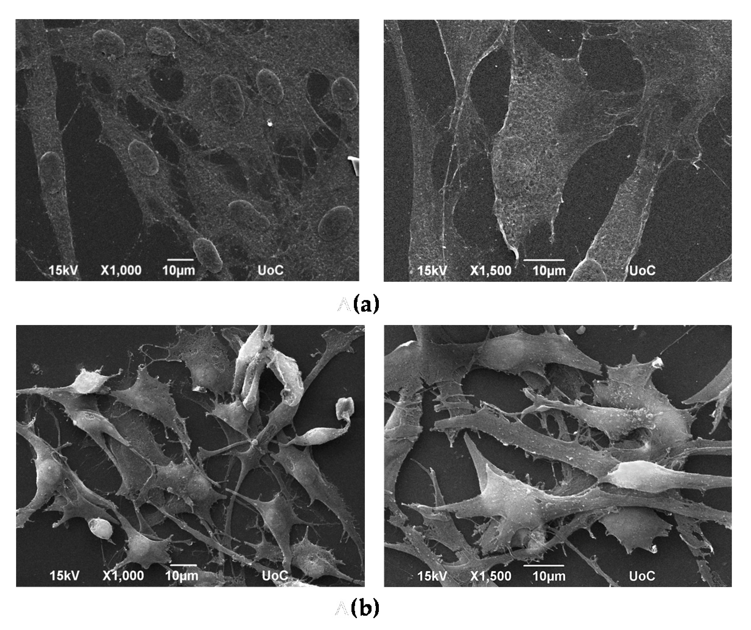 Polymers 12 00316 g008