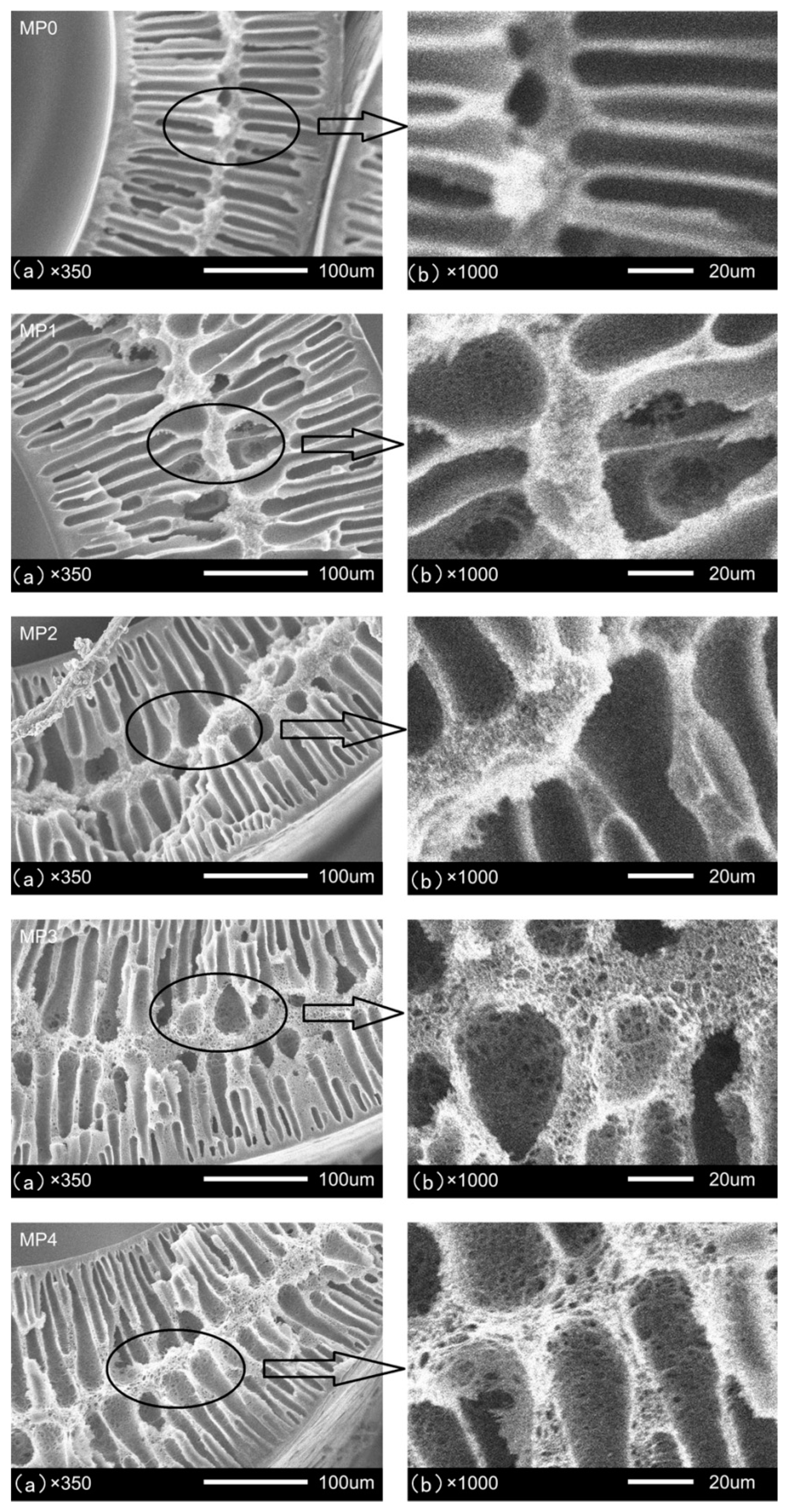 Polymers 12 00383 g005 Polymers 12 00383 g005