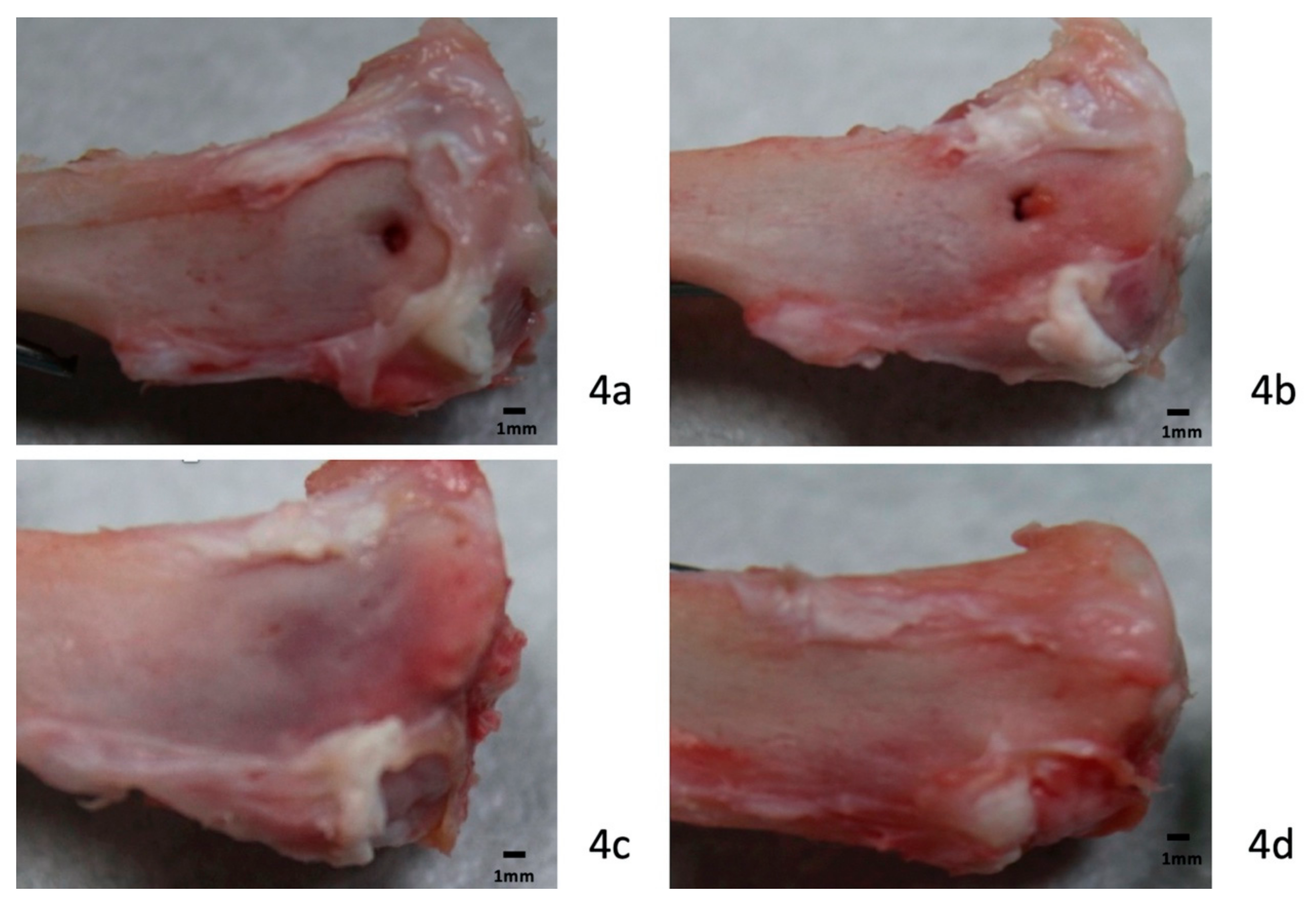 Polymers 12 00436 g004 Polymers 12 00436 g004