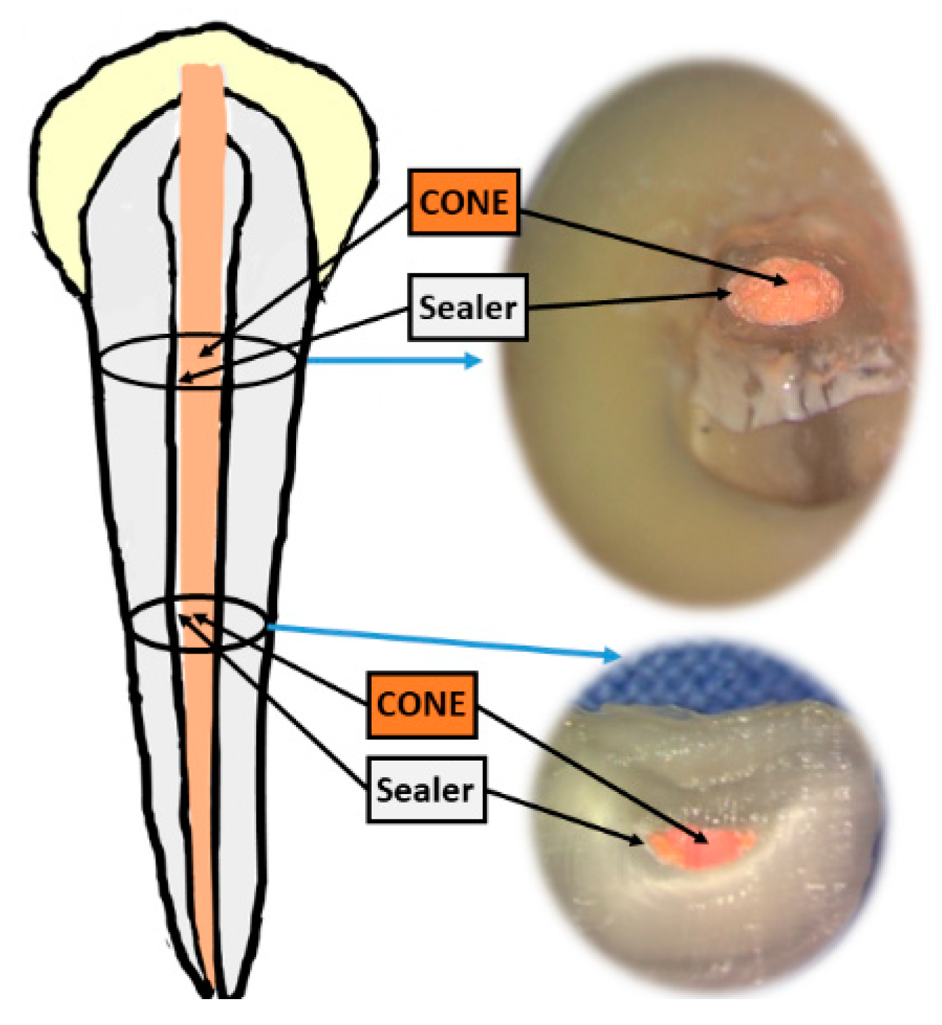 Polymers 12 00482 g001
