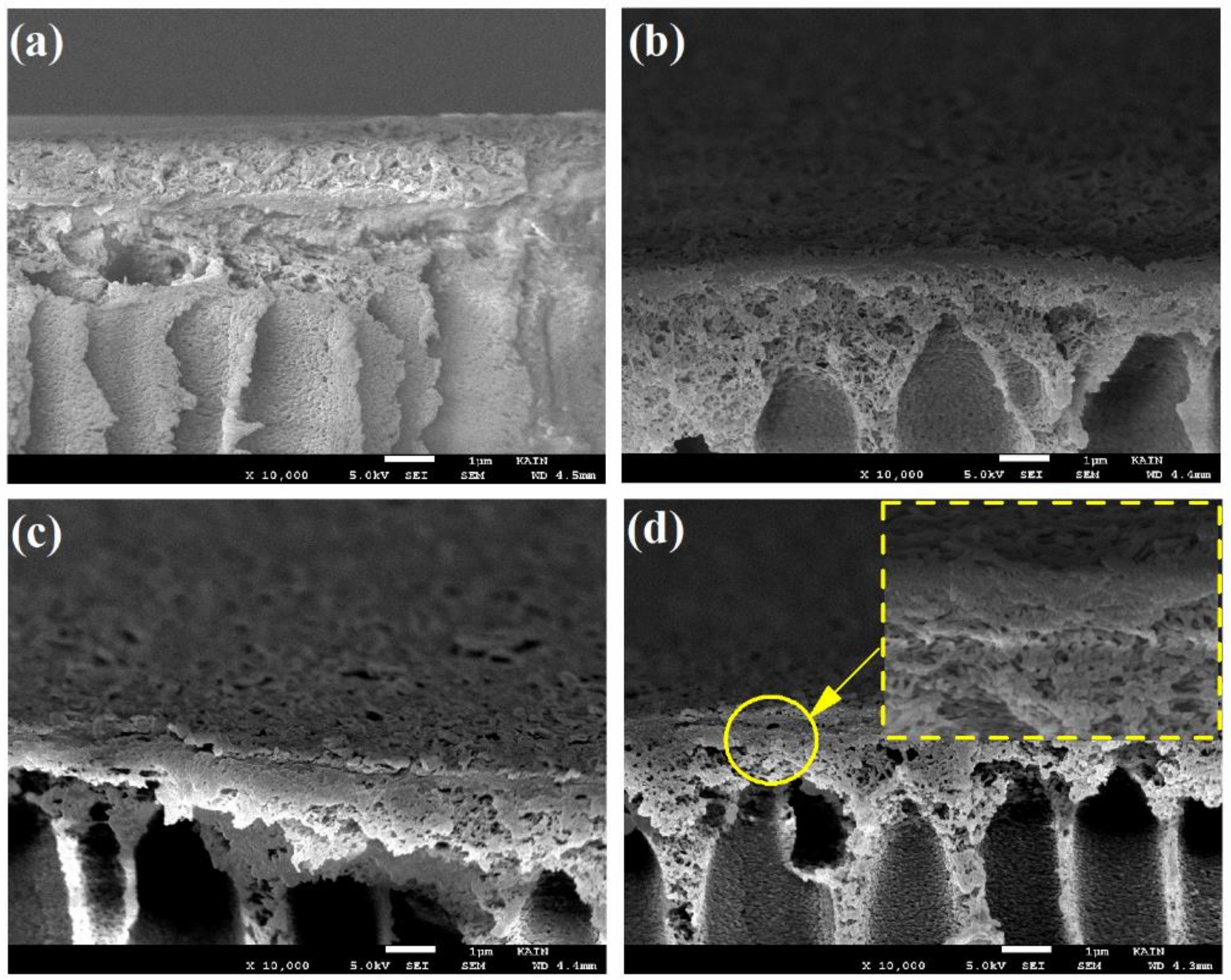 Polymers 12 00494 g004