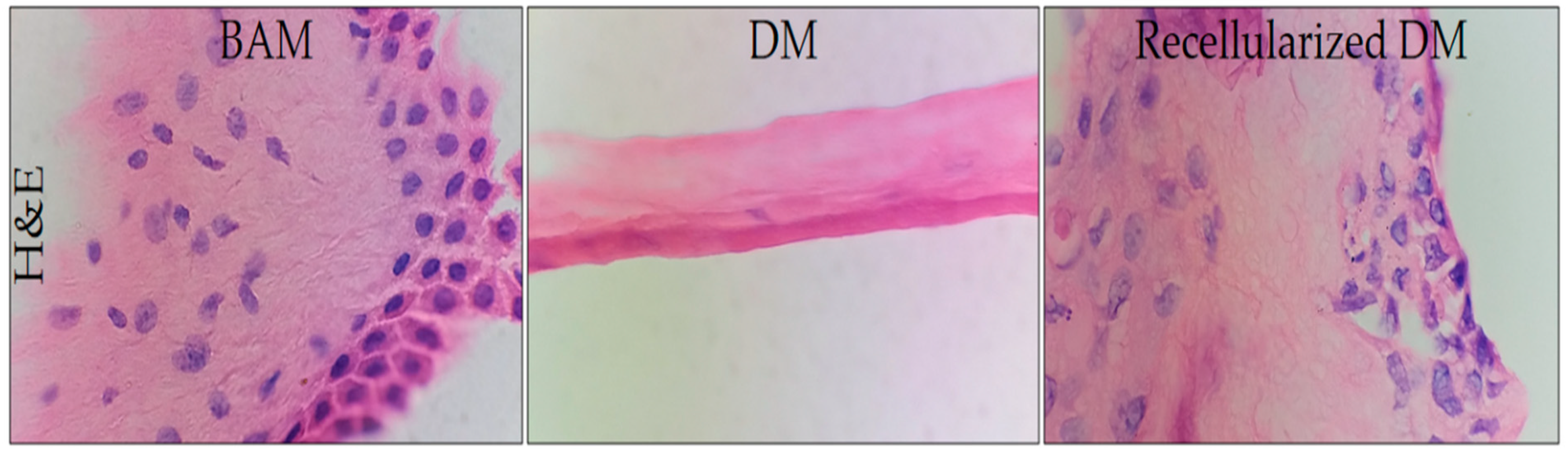 Polymers 12 00590 g005 Polymers 12 00590 g005