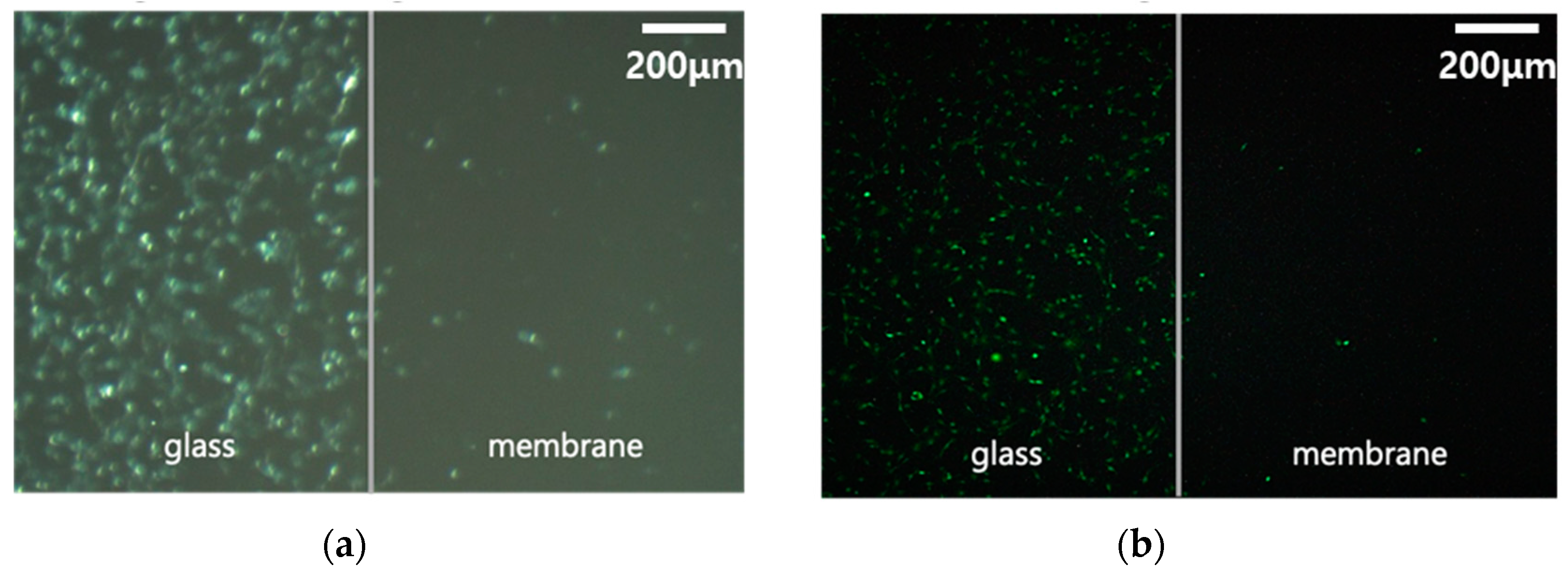 Polymers 12 00618 g006