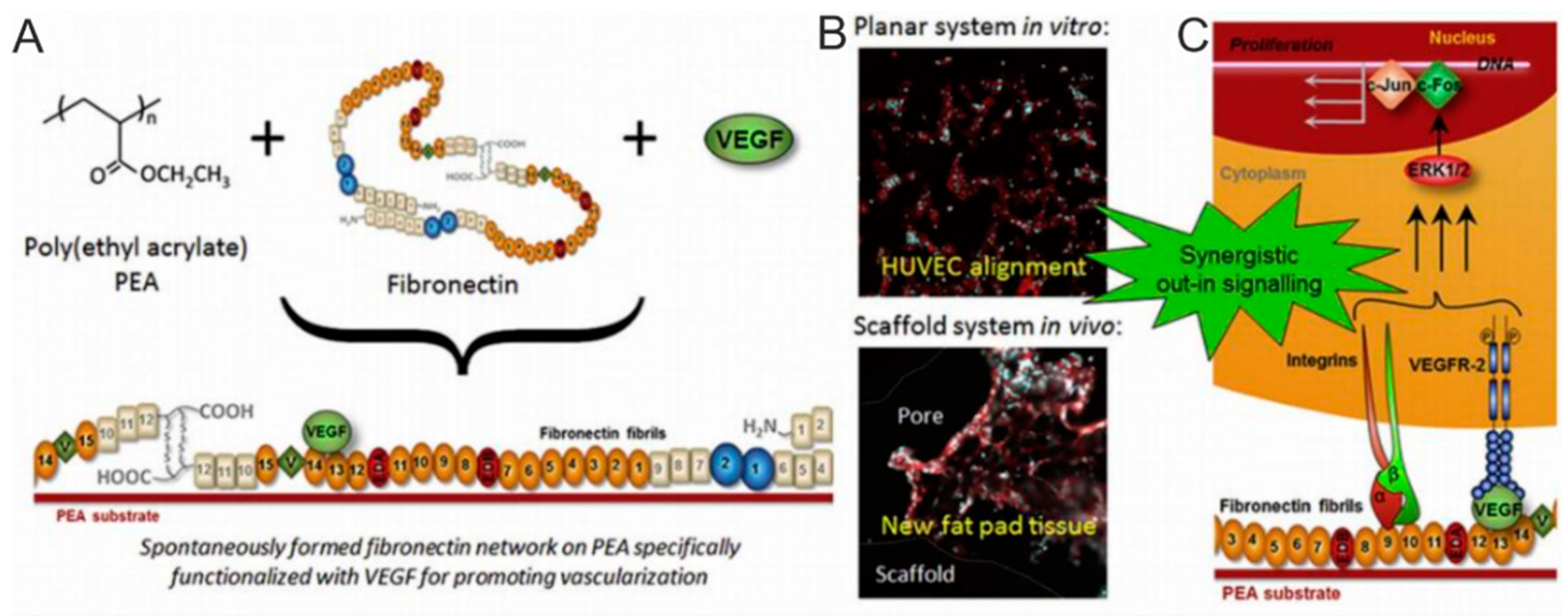 Polymers 12 00620 g003 Polymers 12 00620 g003