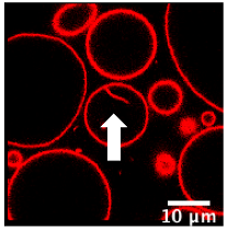 Polymers 12 00637 i001