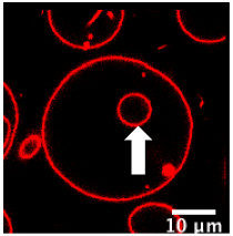 Polymers 12 00637 i002