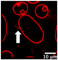 Polymers 12 00637 i003