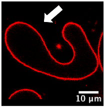 Polymers 12 00637 i004
