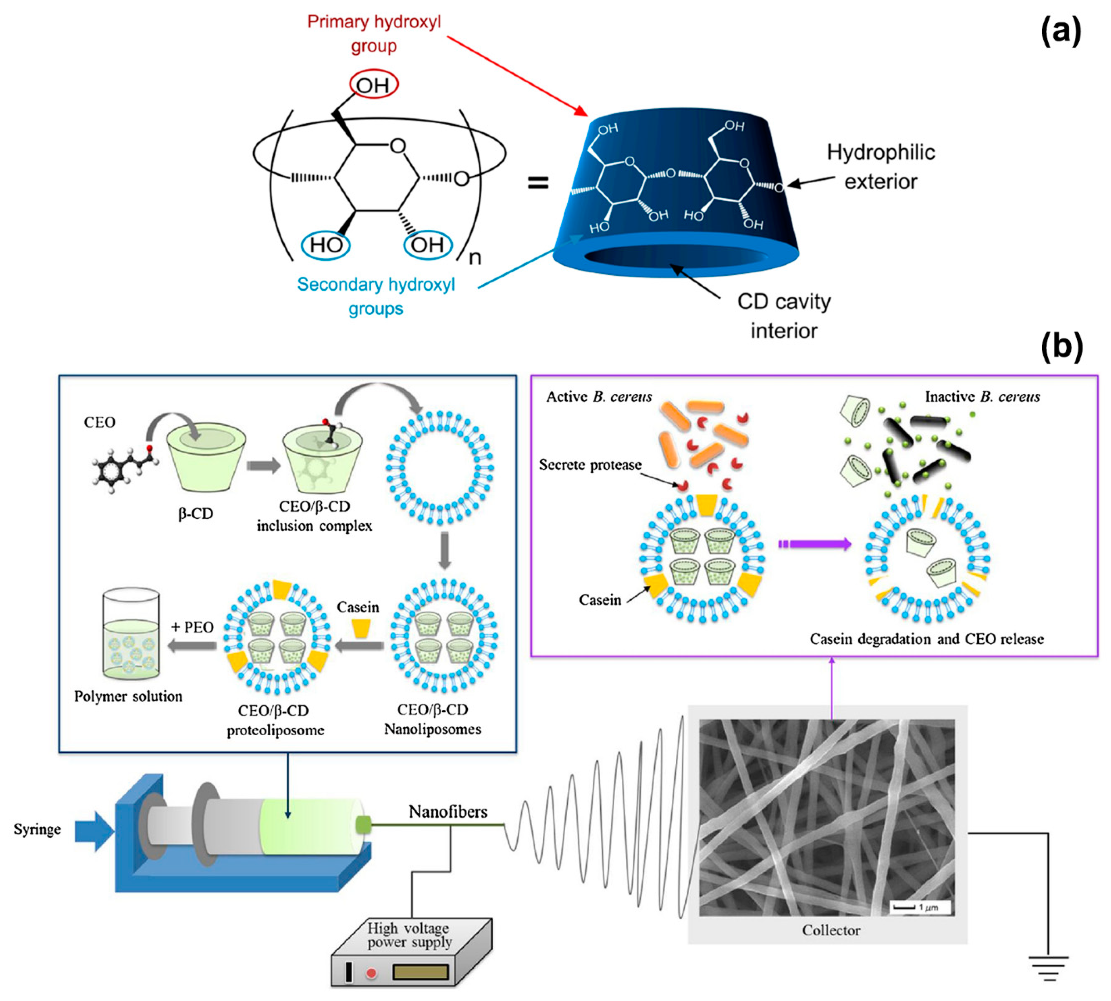 Polymers 12 00908 g002