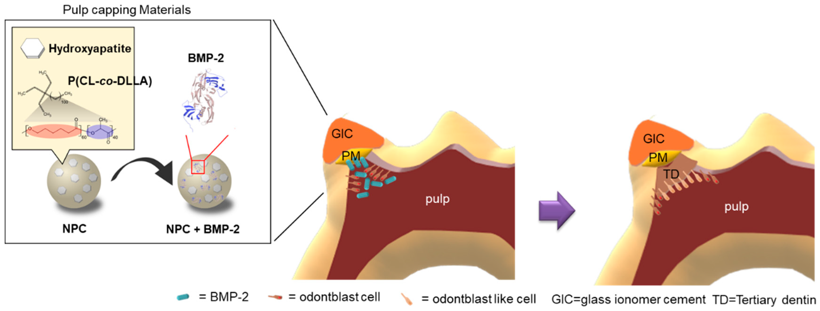 Polymers 12 00937 g007 Polymers 12 00937 g007