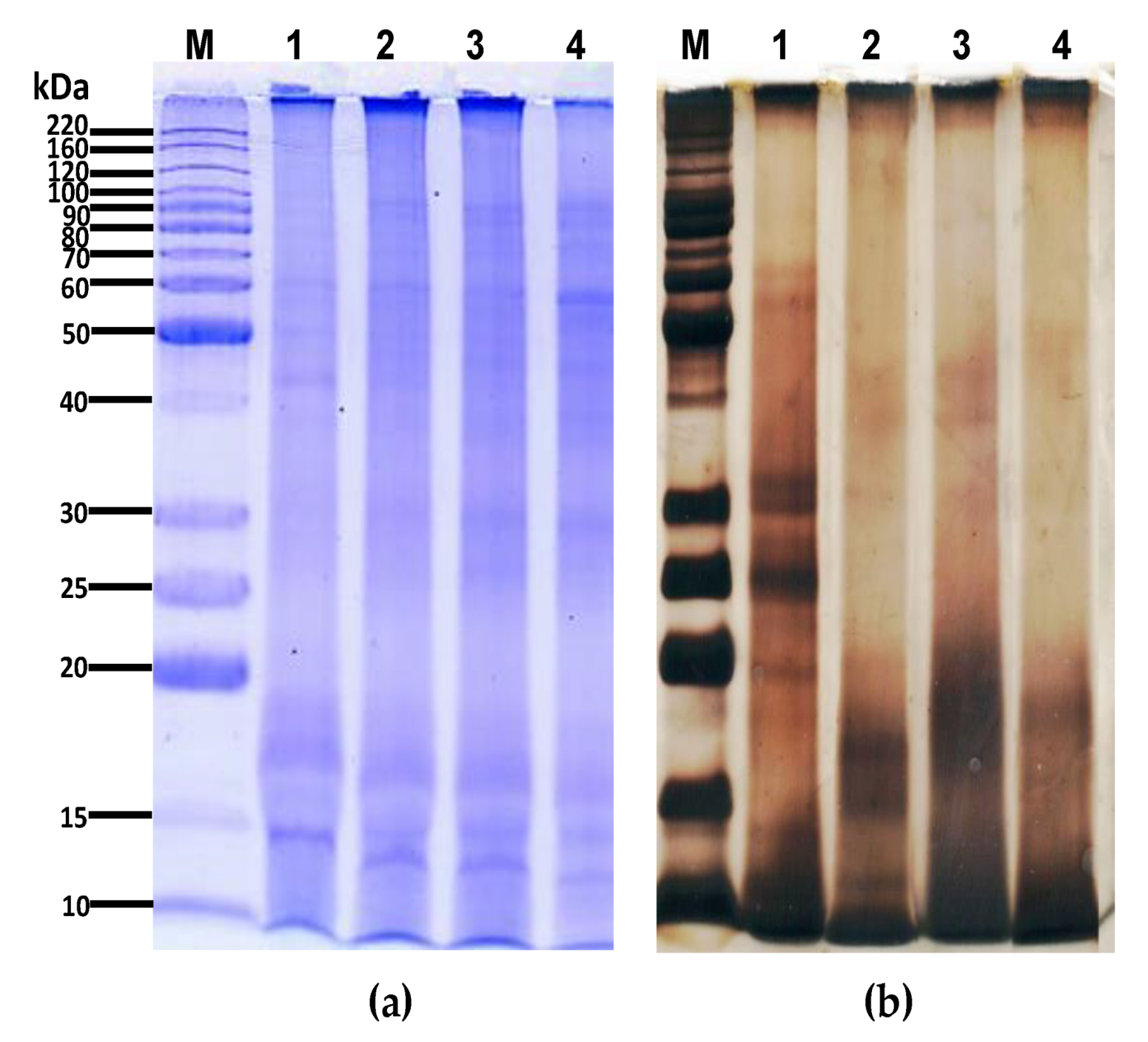 Polymers 12 01016 g002
