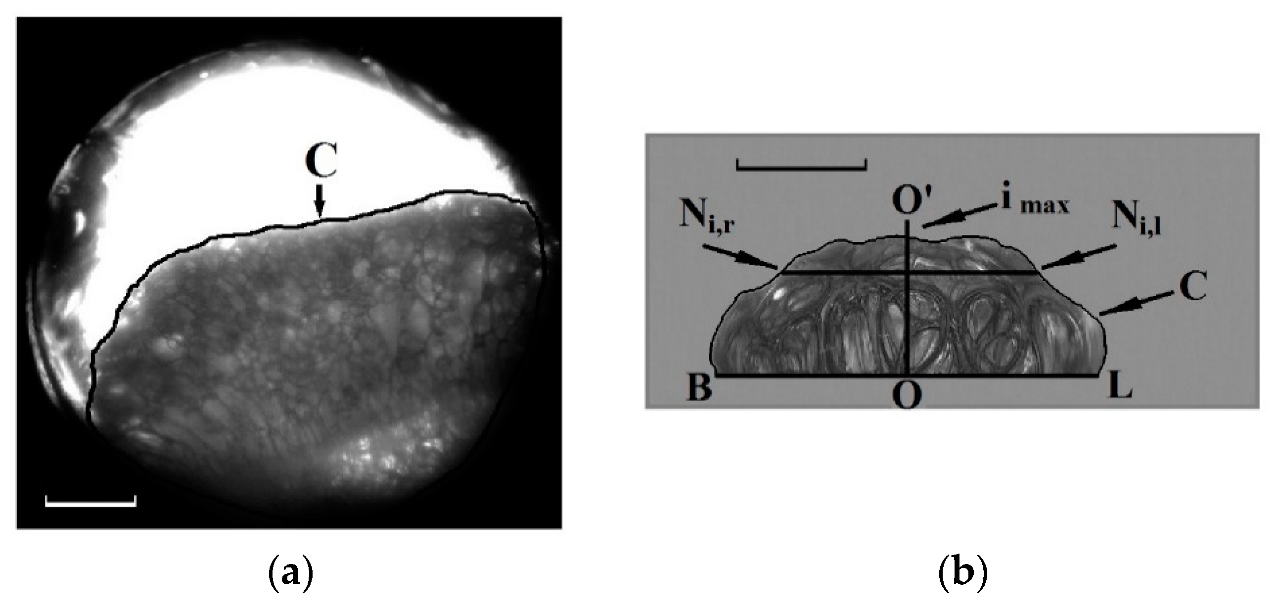 Polymers 12 01055 g002