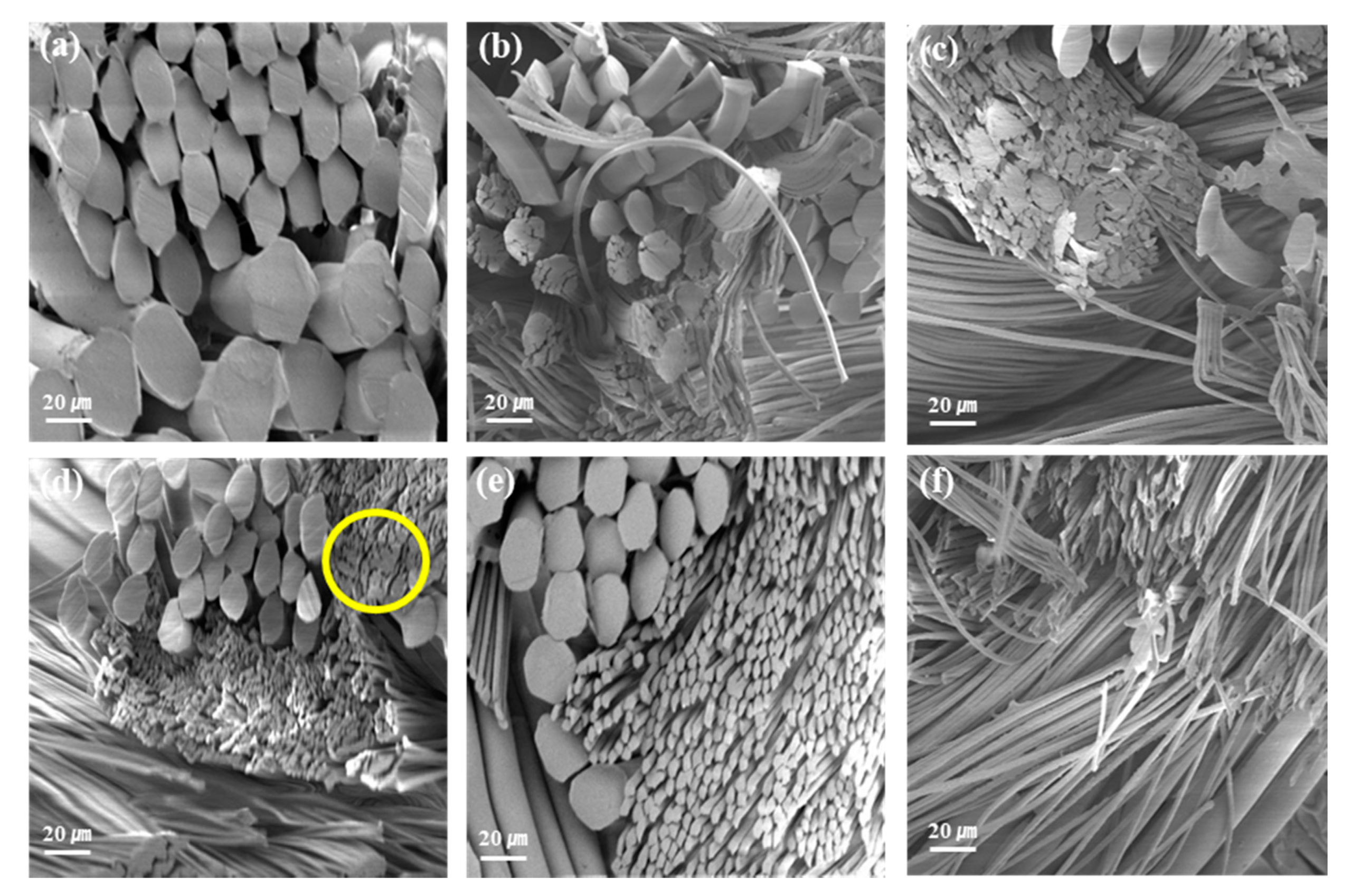 Polymers 12 01243 g003 Polymers 12 01243 g003