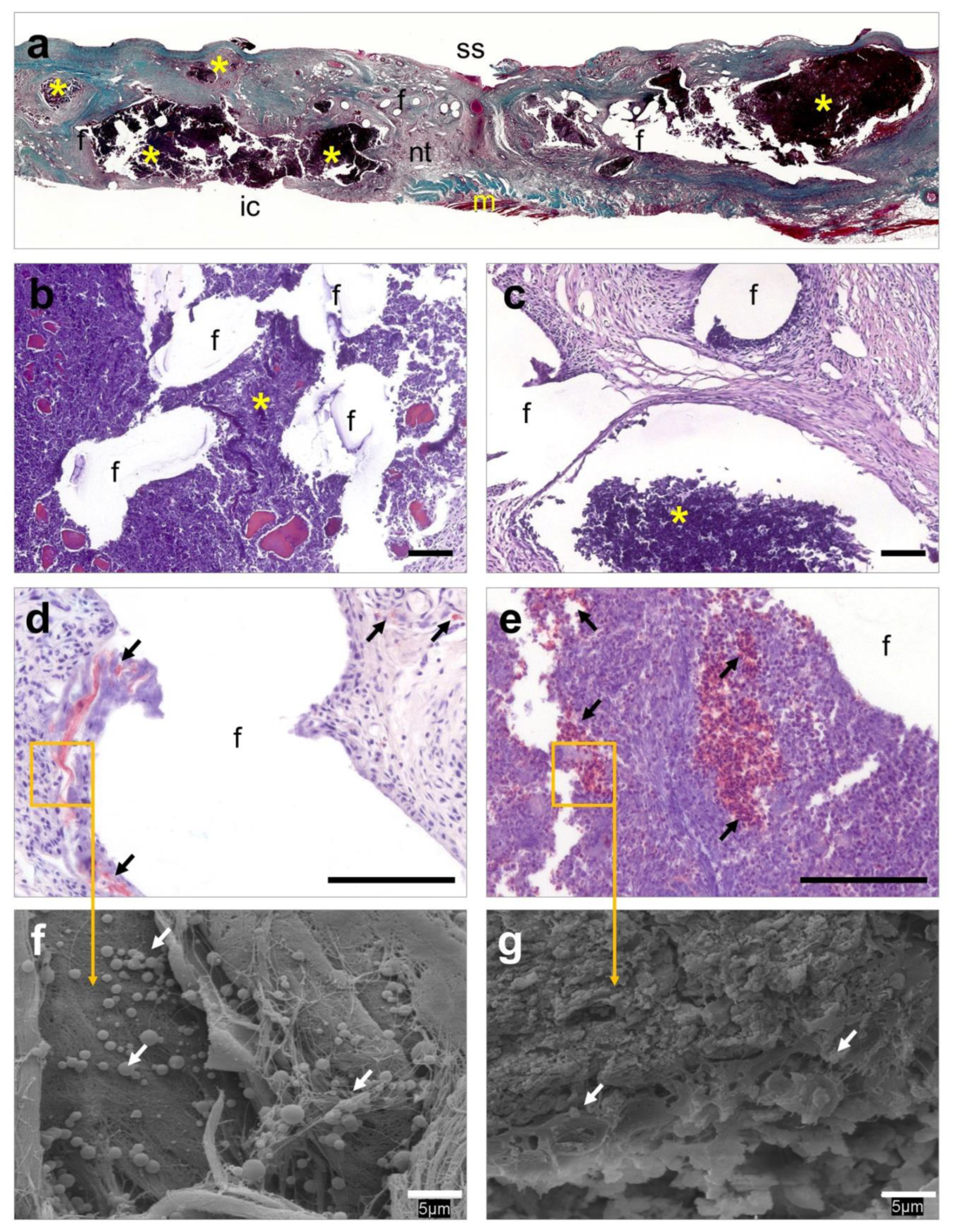Polymers 12 01245 g005