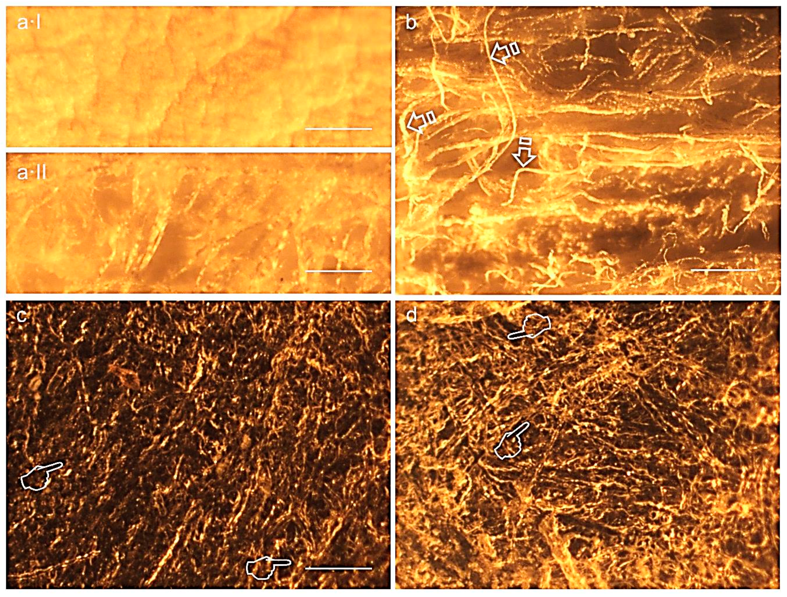 Polymers 12 01290 g004 Polymers 12 01290 g004