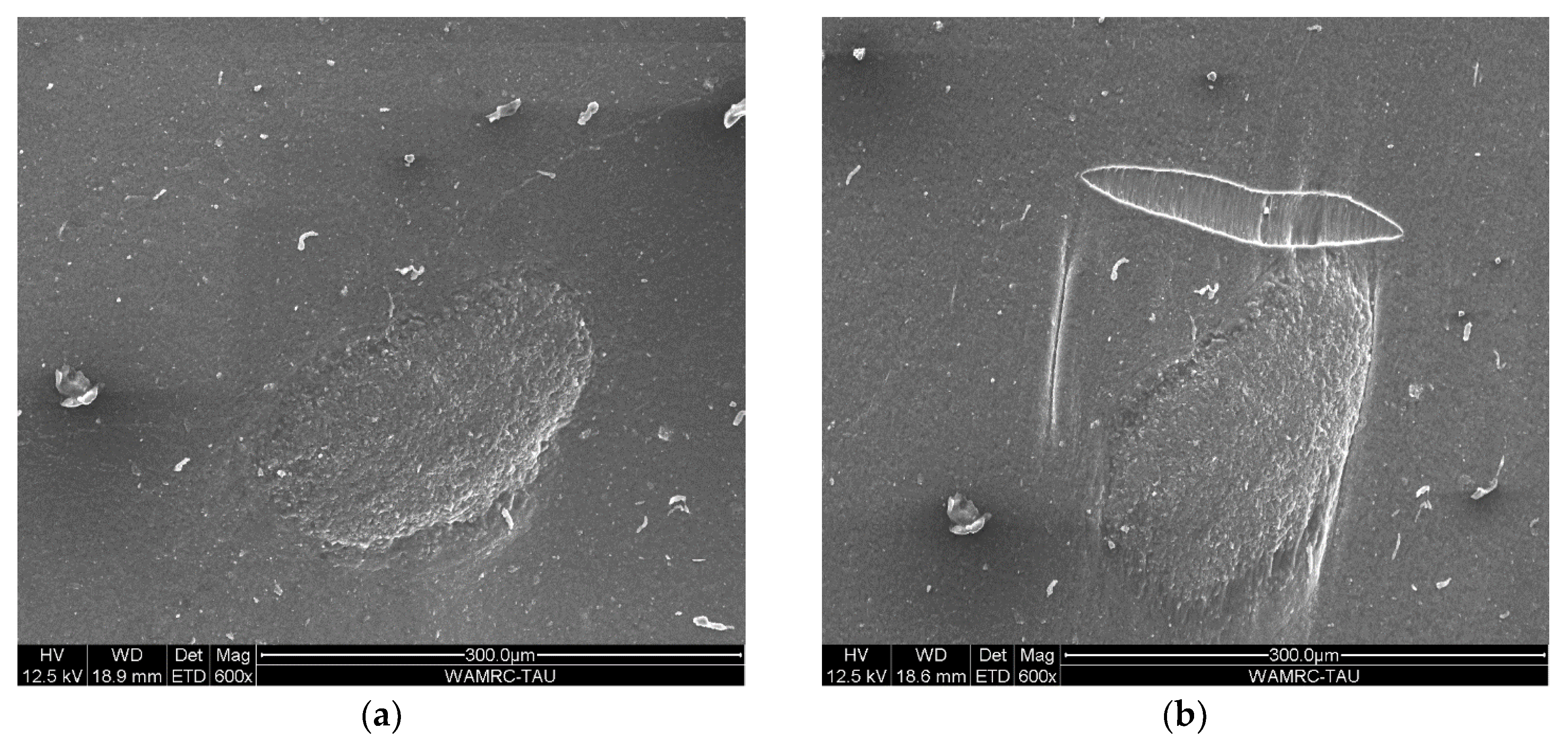 Polymers 12 01345 g006 Polymers 12 01345 g006