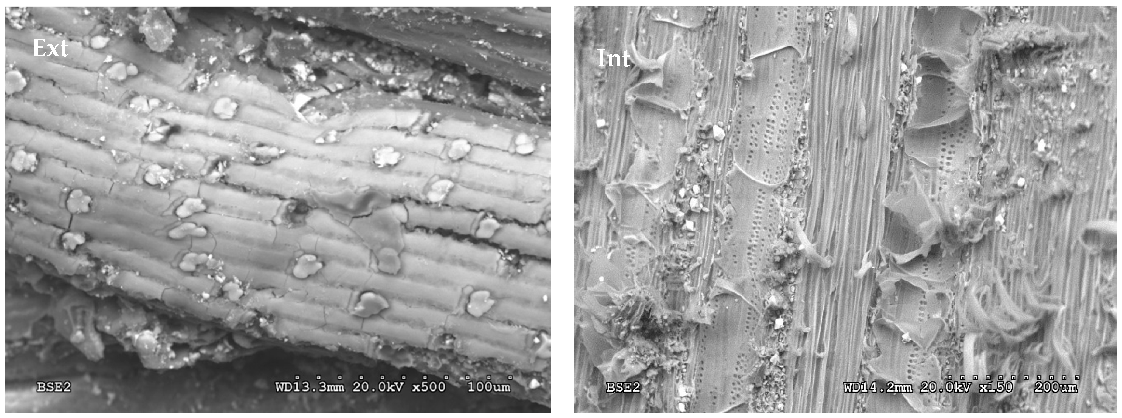 Polymers 12 01361 g003 Polymers 12 01361 g003
