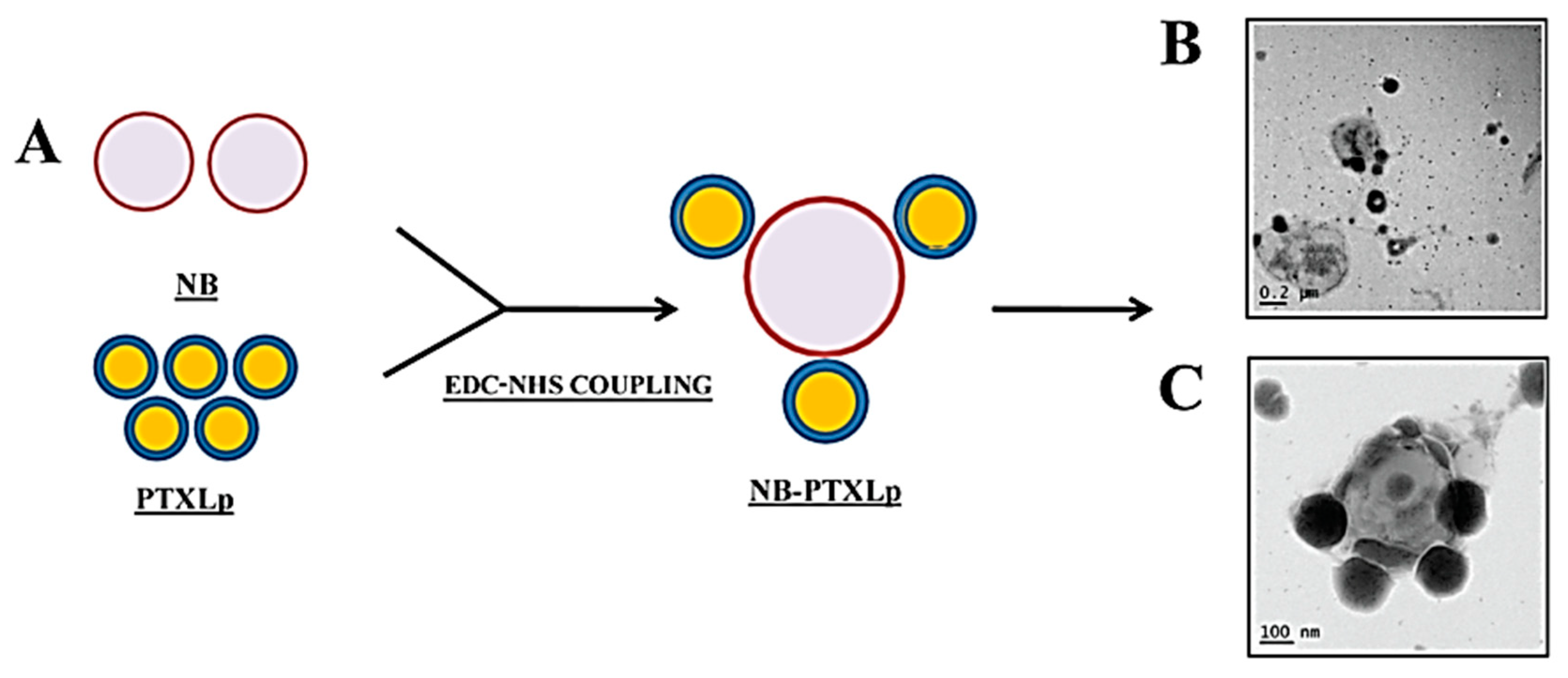 Polymers 12 01397 g002 Polymers 12 01397 g002