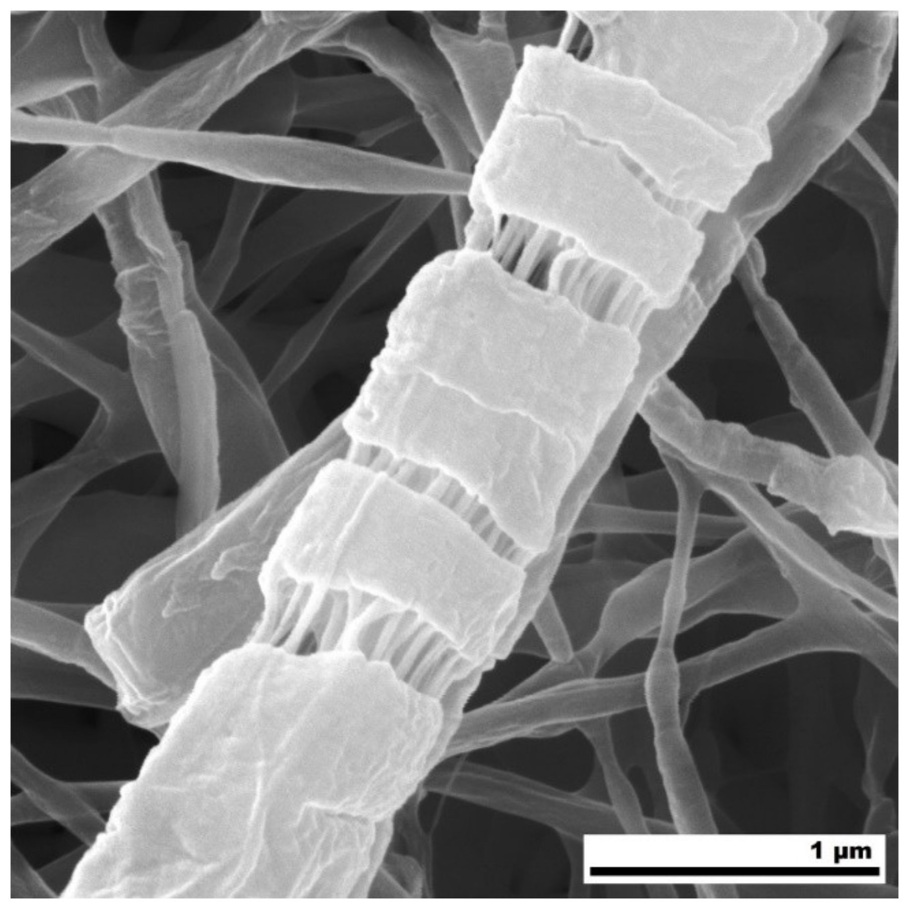 Polymers 12 01403 g007 Polymers 12 01403 g007