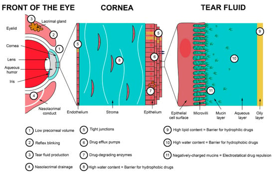 test ocular pe prima linie o parte a creierului pentru vedere