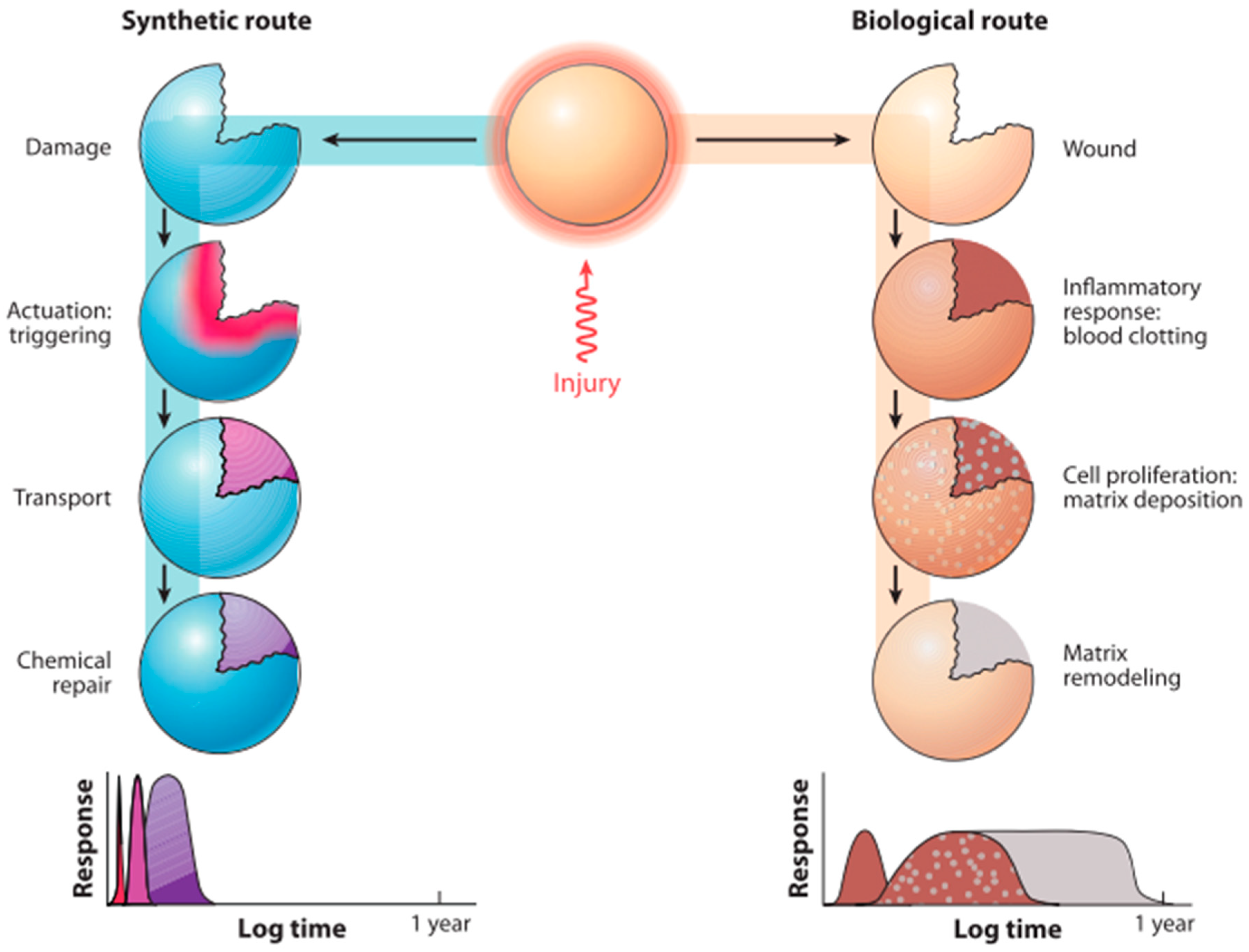 Polymers 12 01534 g006