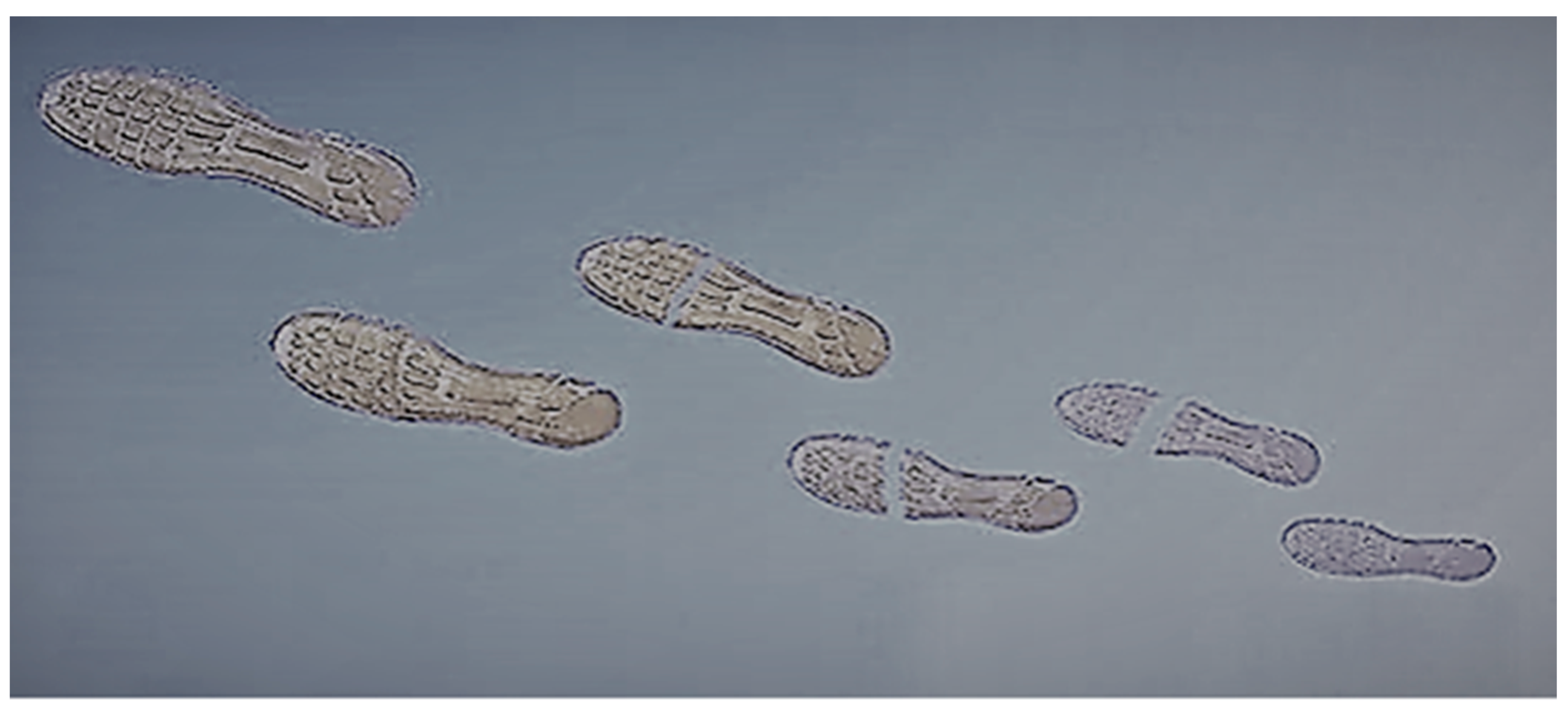 Polymers 12 01534 g014