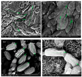 Polymers 12 01545 g001 Polymers 12 01545 g001
