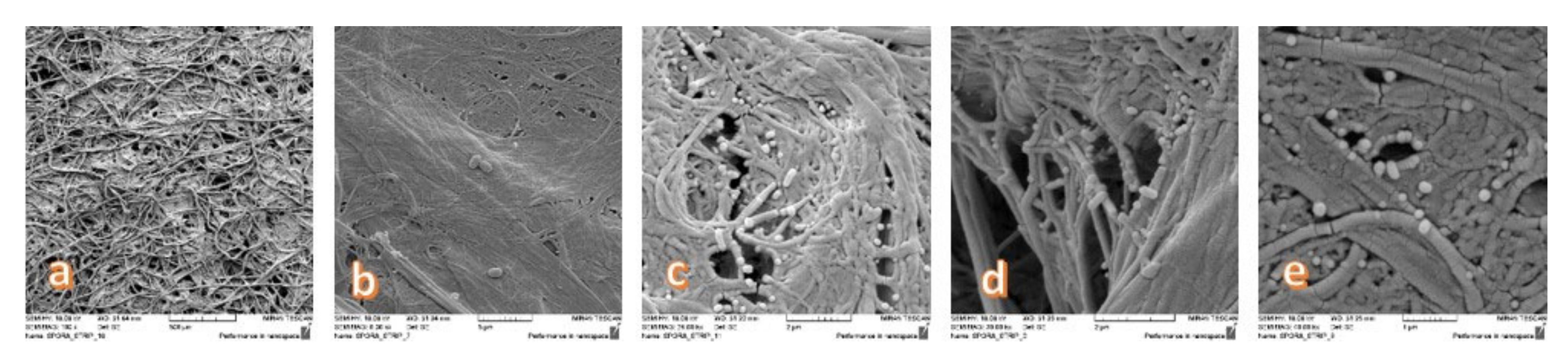 Polymers 12 01570 g002 Polymers 12 01570 g002