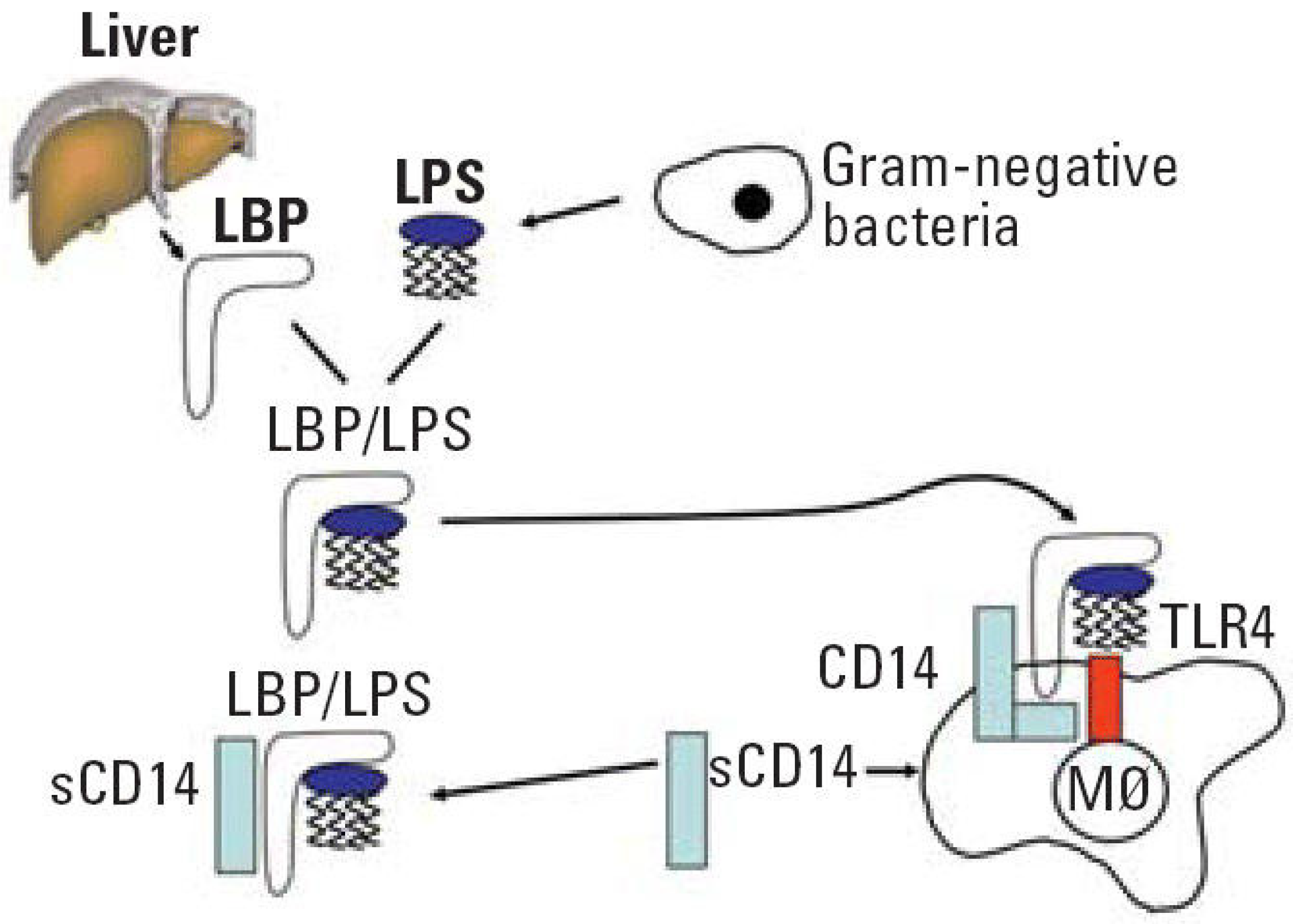 Polymers 12 01574 g002 Polymers 12 01574 g002