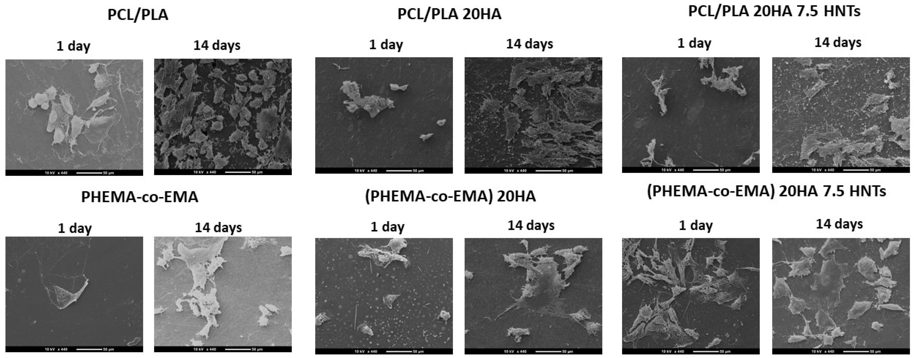 Polymers 12 01703 g005