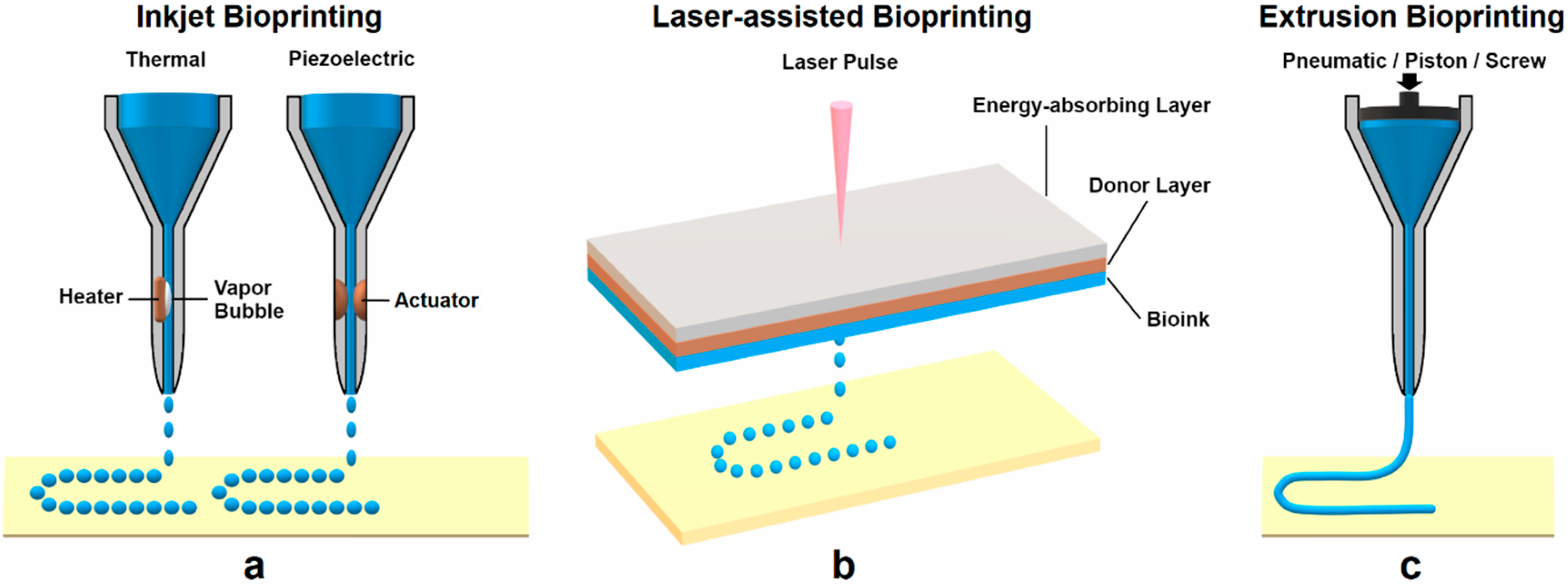 Polymers | Free Full-Text | 3D Bioprinting in Tissue Engineering 