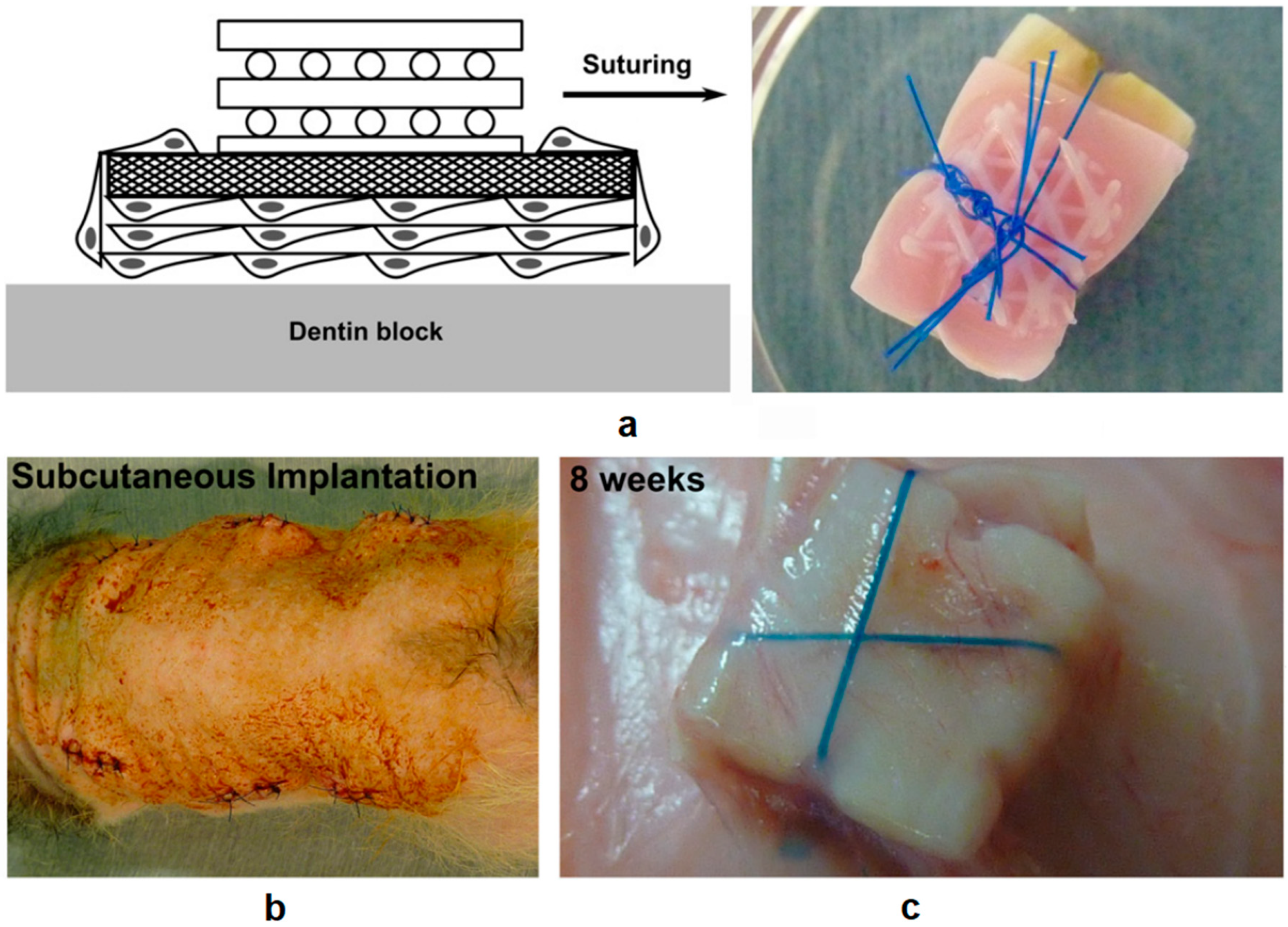 Polymers 12 01717 g003