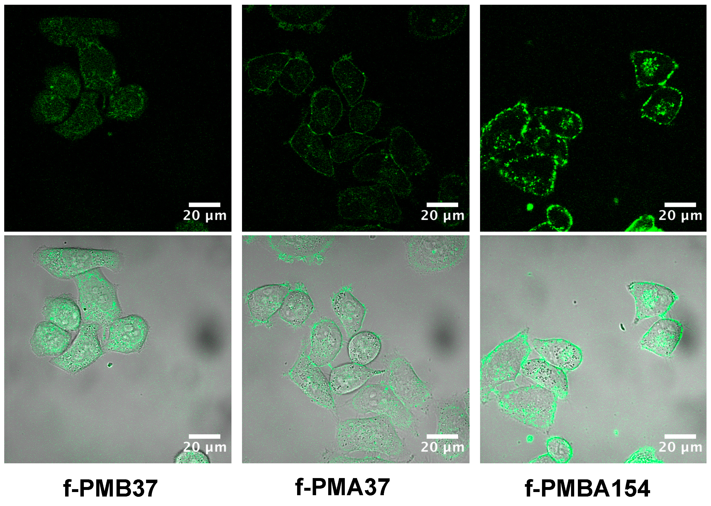 Polymers 12 01762 g003 Polymers 12 01762 g003