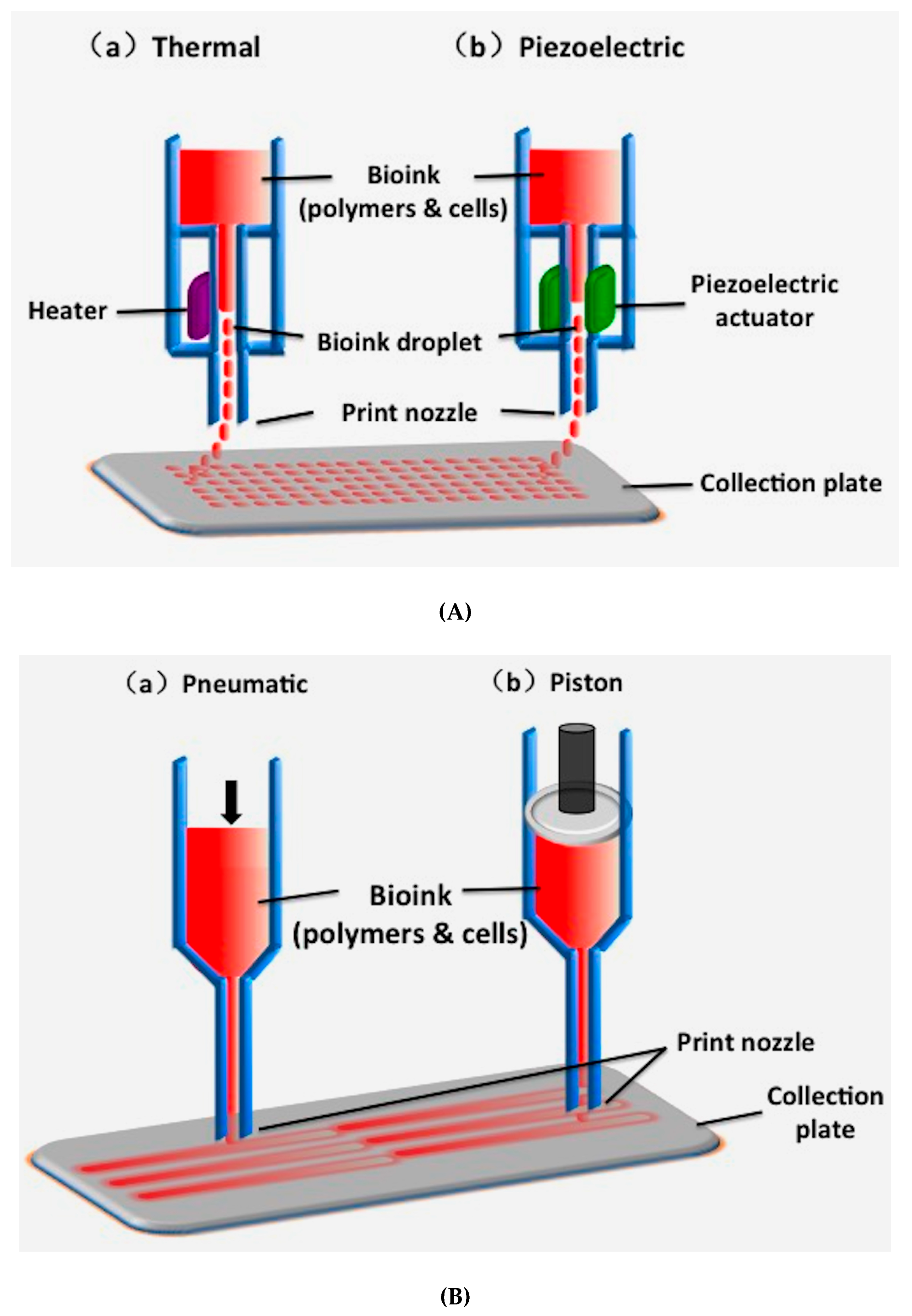 Polymers Free Full Text Synthetic Polymers For Organ 3d Printing Html