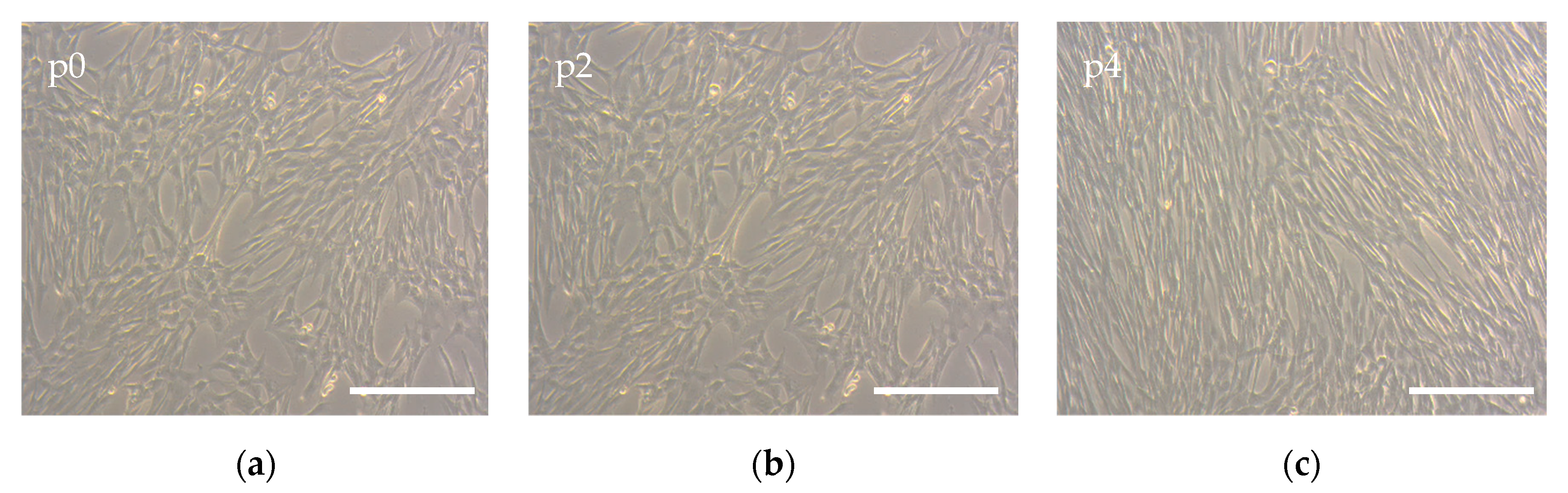 Polymers 12 01911 g007 Polymers 12 01911 g007