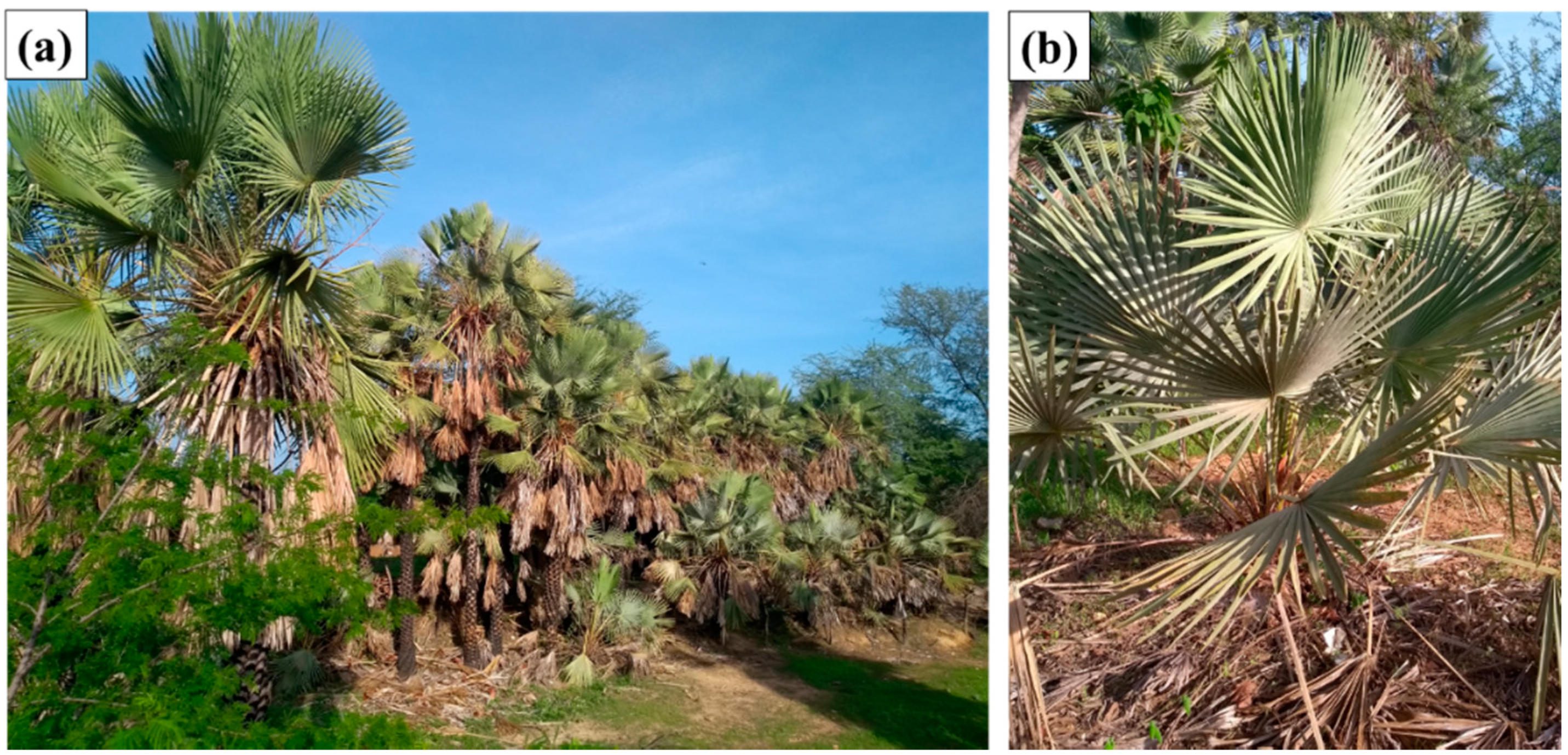 Polymers 12 02090 g001 Polymers 12 02090 g001