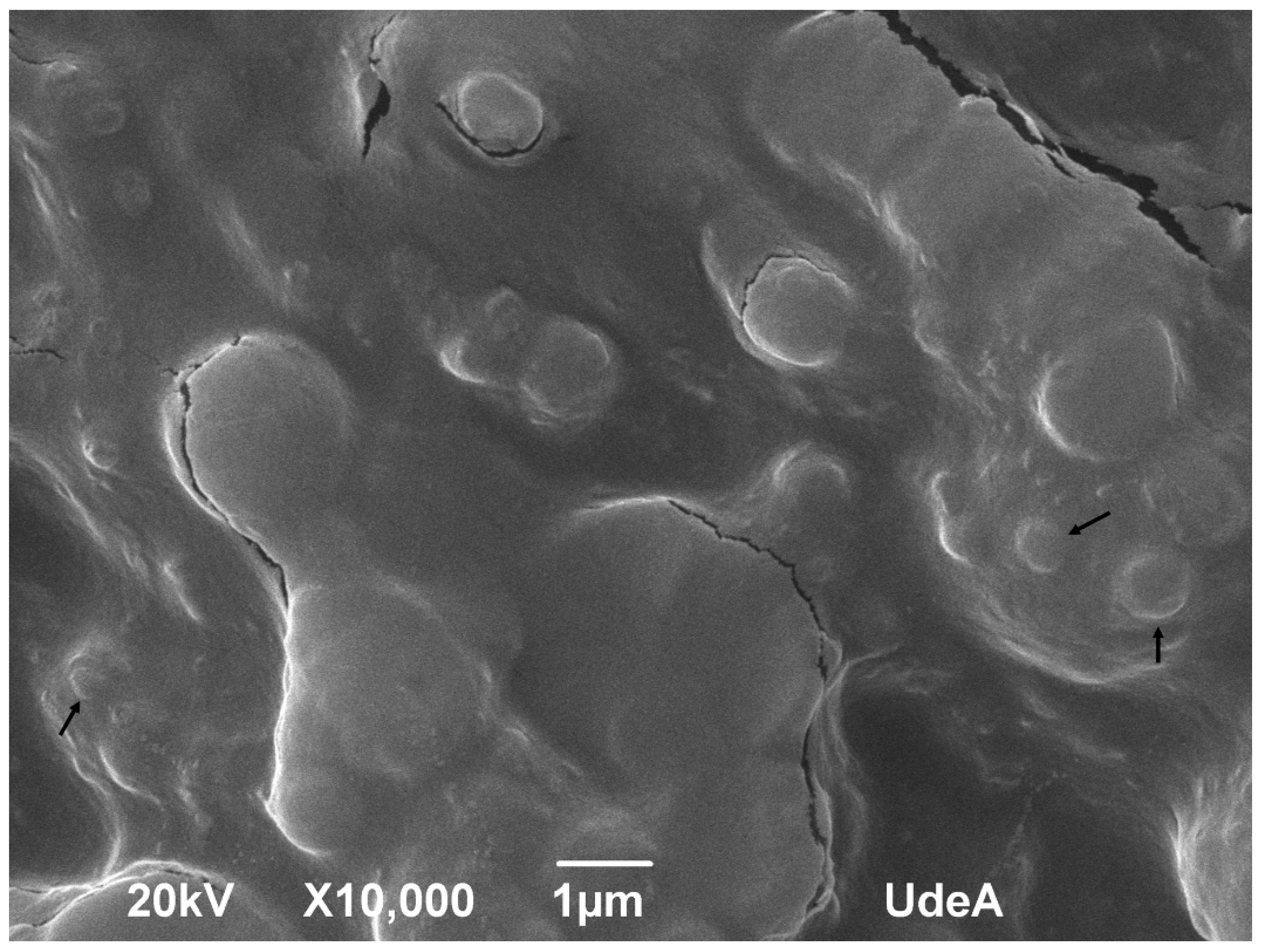 Polymers 12 02109 g007 Polymers 12 02109 g007