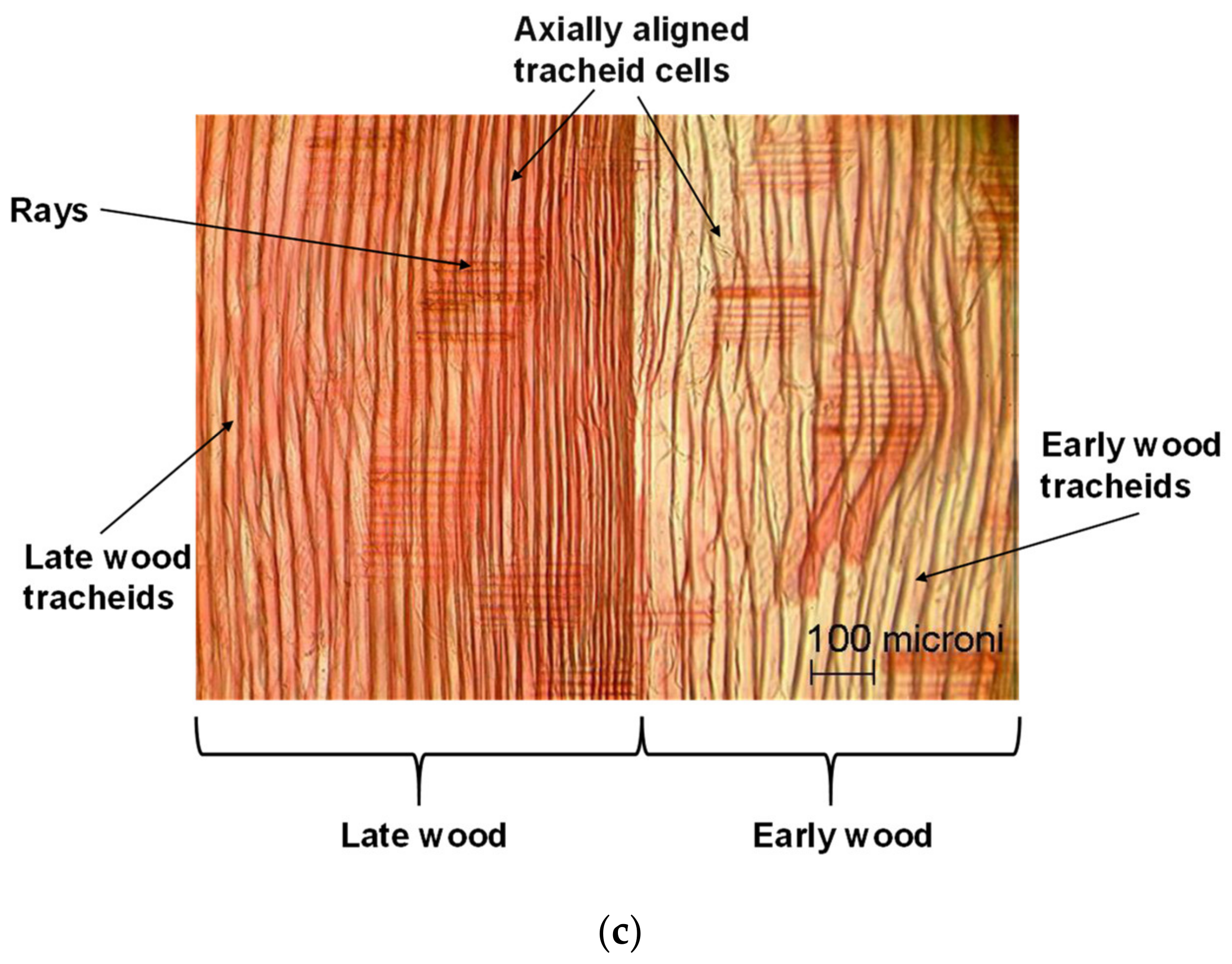 Wood