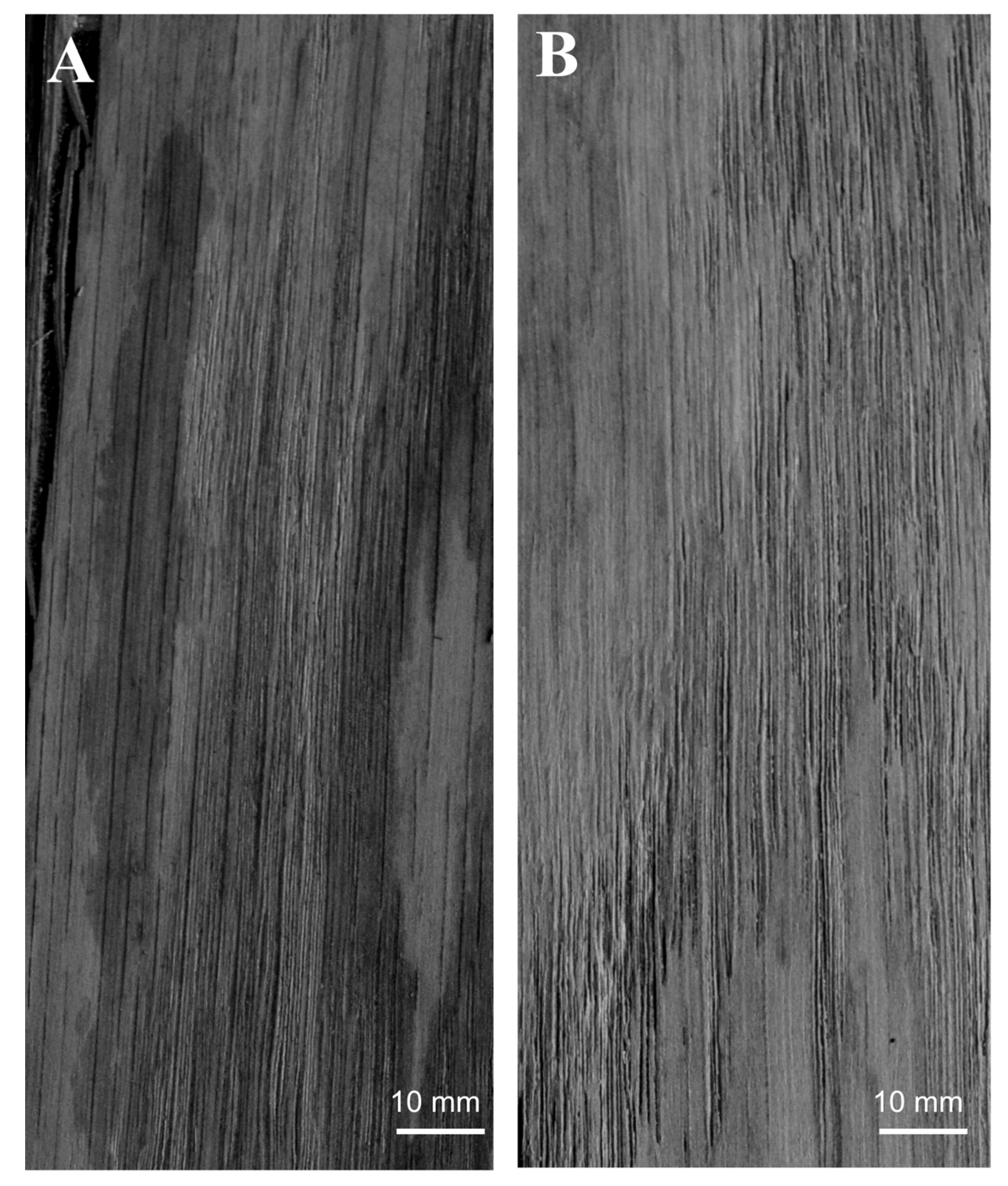 Polymers 12 02177 g003 Polymers 12 02177 g003