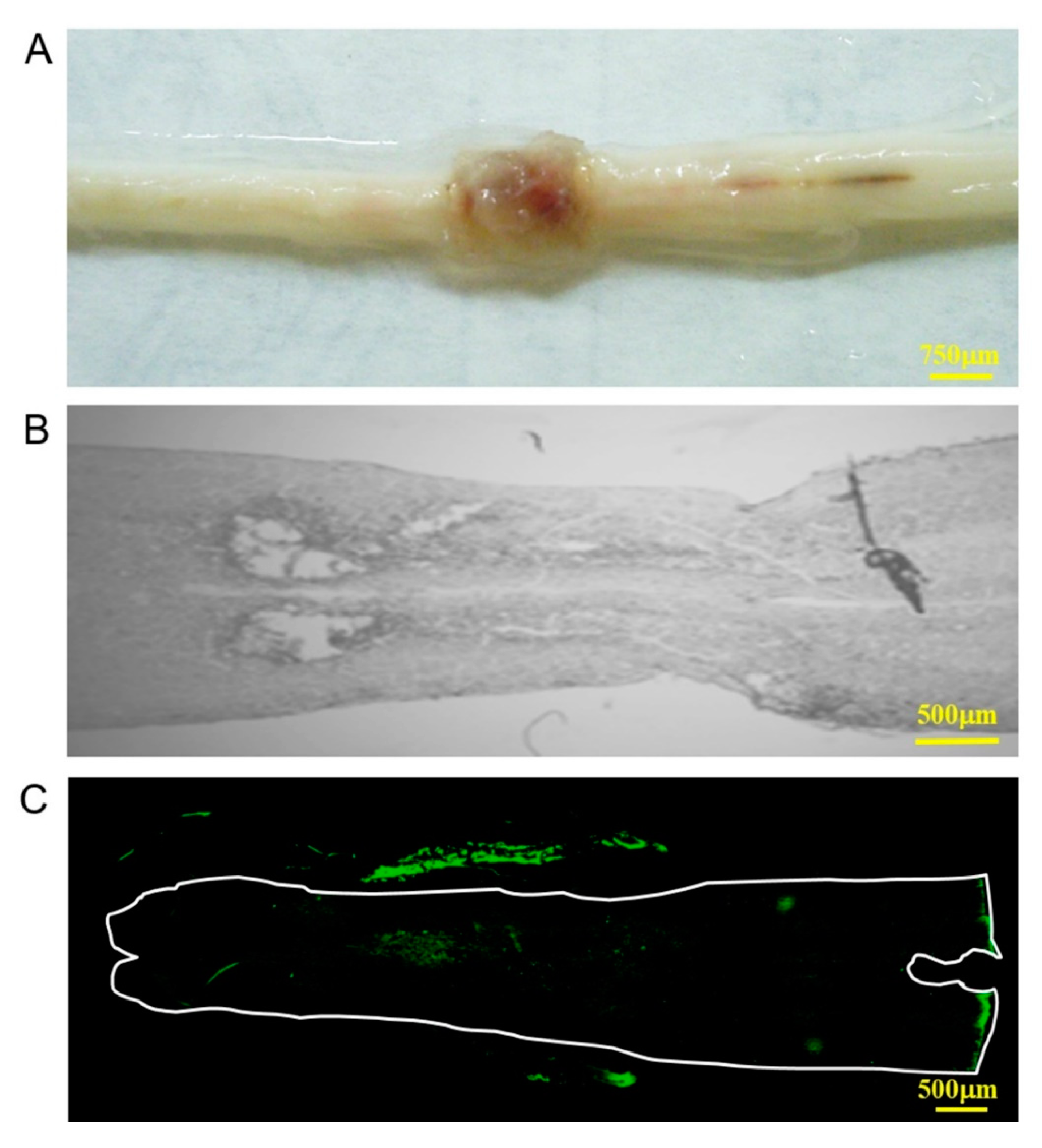 Polymers 12 02245 g004 Polymers 12 02245 g004