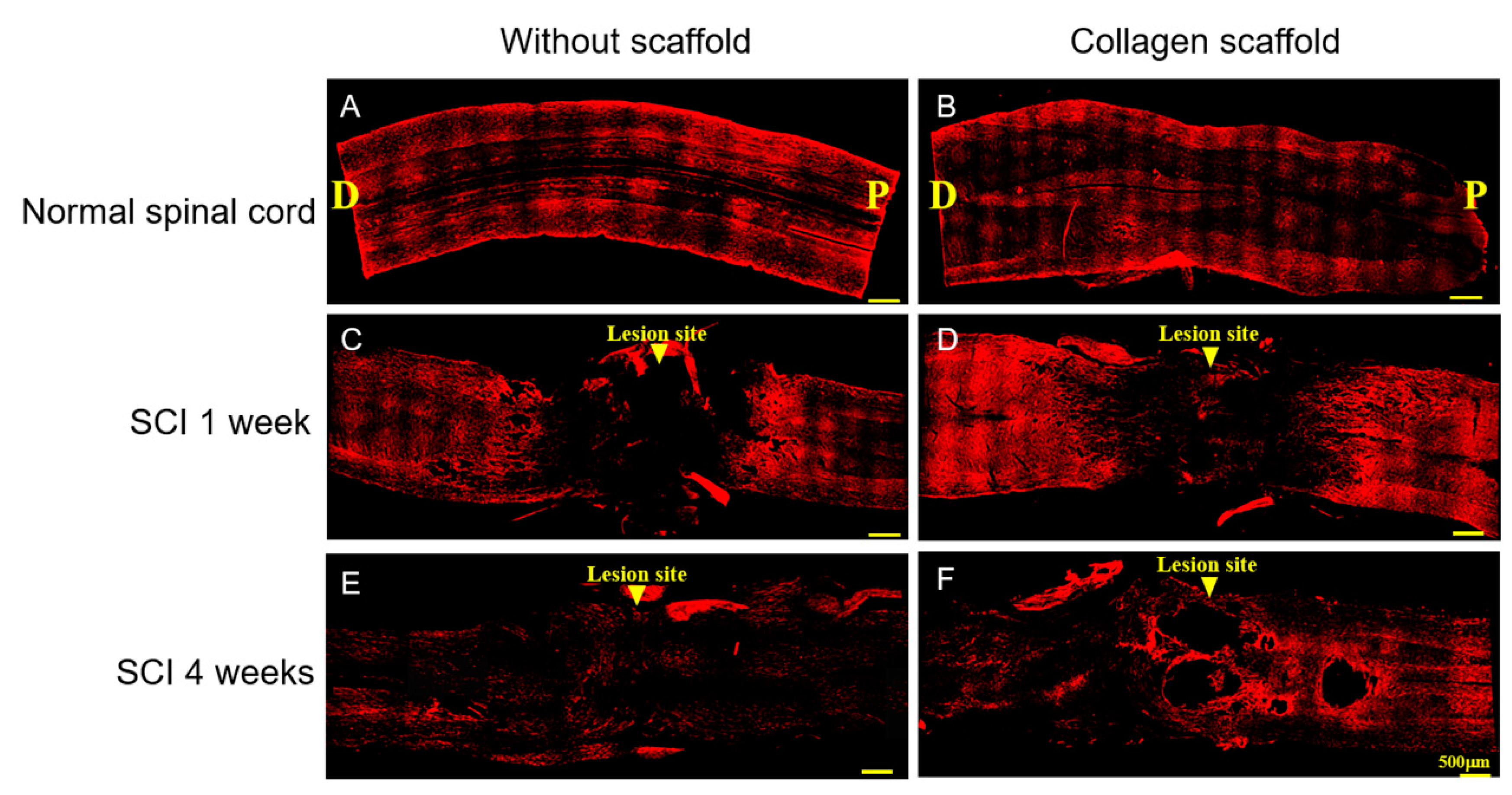 Polymers 12 02245 g005 Polymers 12 02245 g005