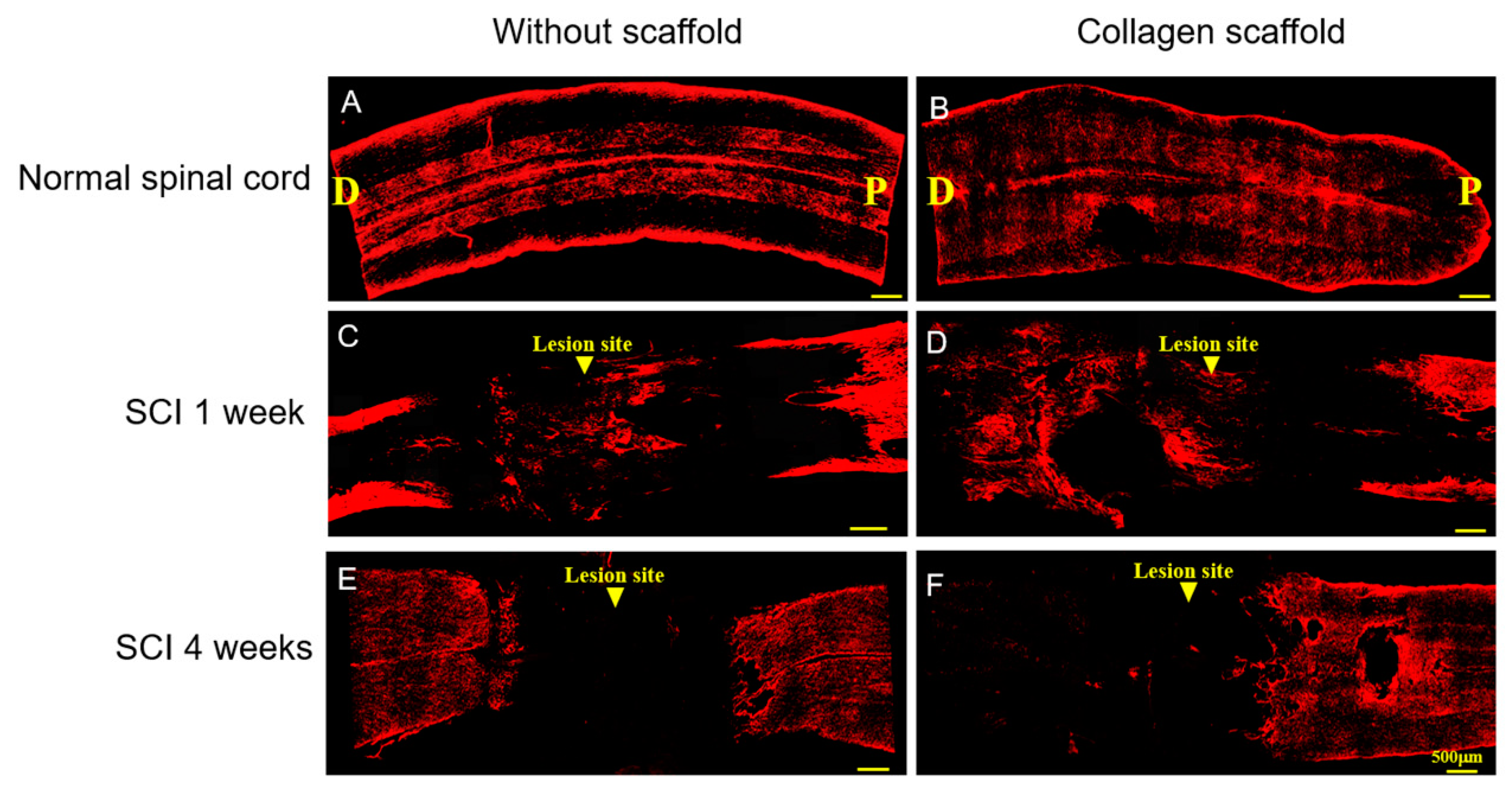 Polymers 12 02245 g006 Polymers 12 02245 g006