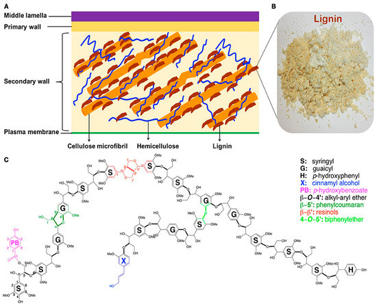 Polymers Free Full Text Recent Advances In The Application Of Functionalized Lignin In Value Added Polymeric Materials Html