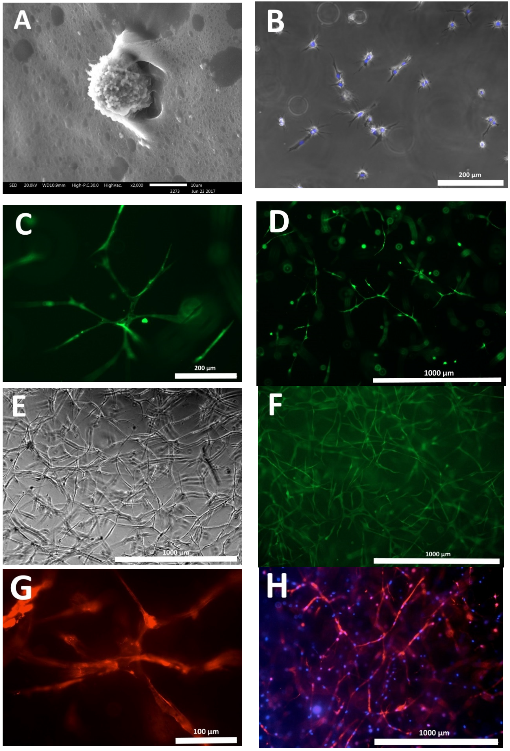 Polymers 12 02550 g002