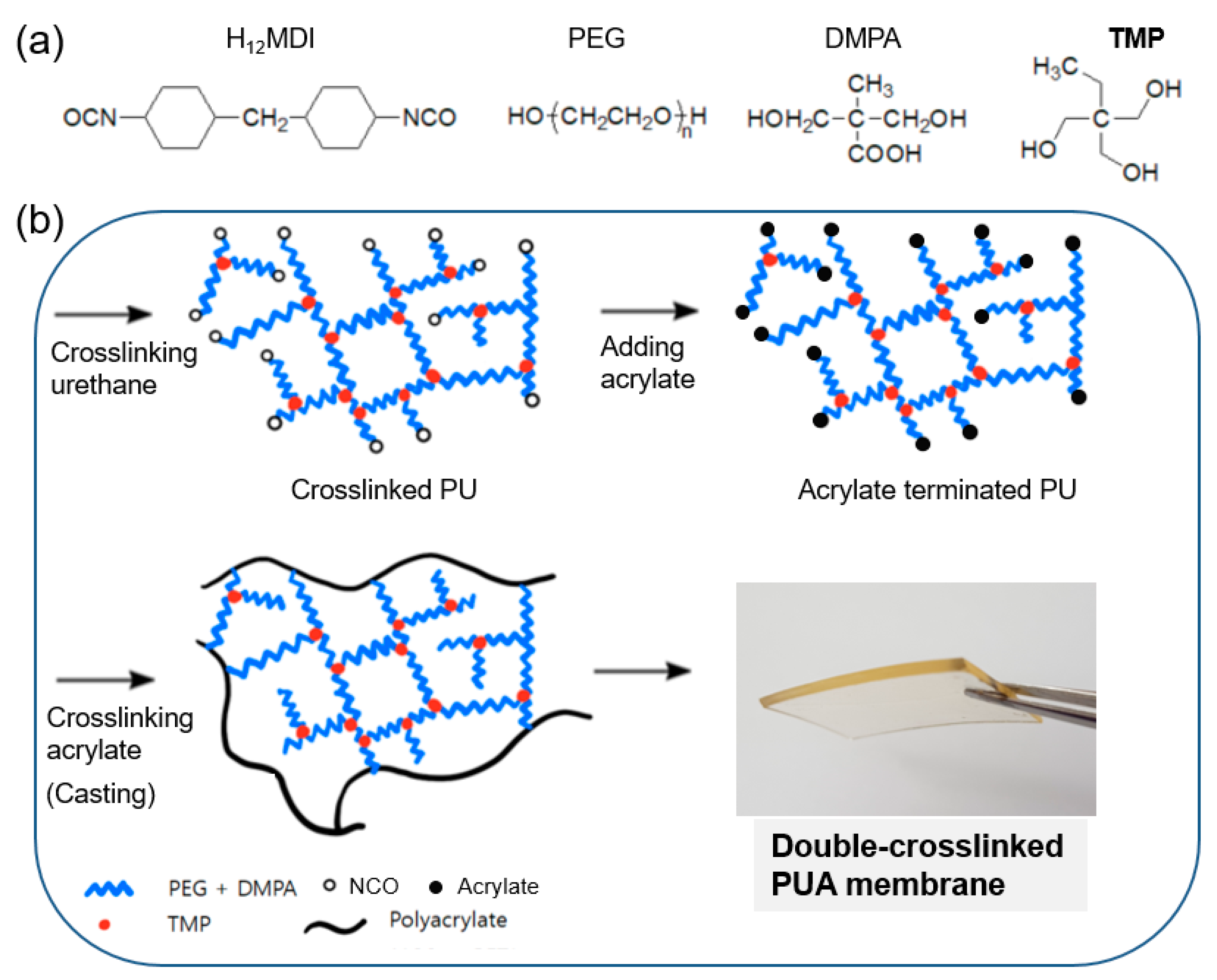 Polymers Free FullText DoubleCrosslinked Polyurethane Acrylate for Highly Conductive and